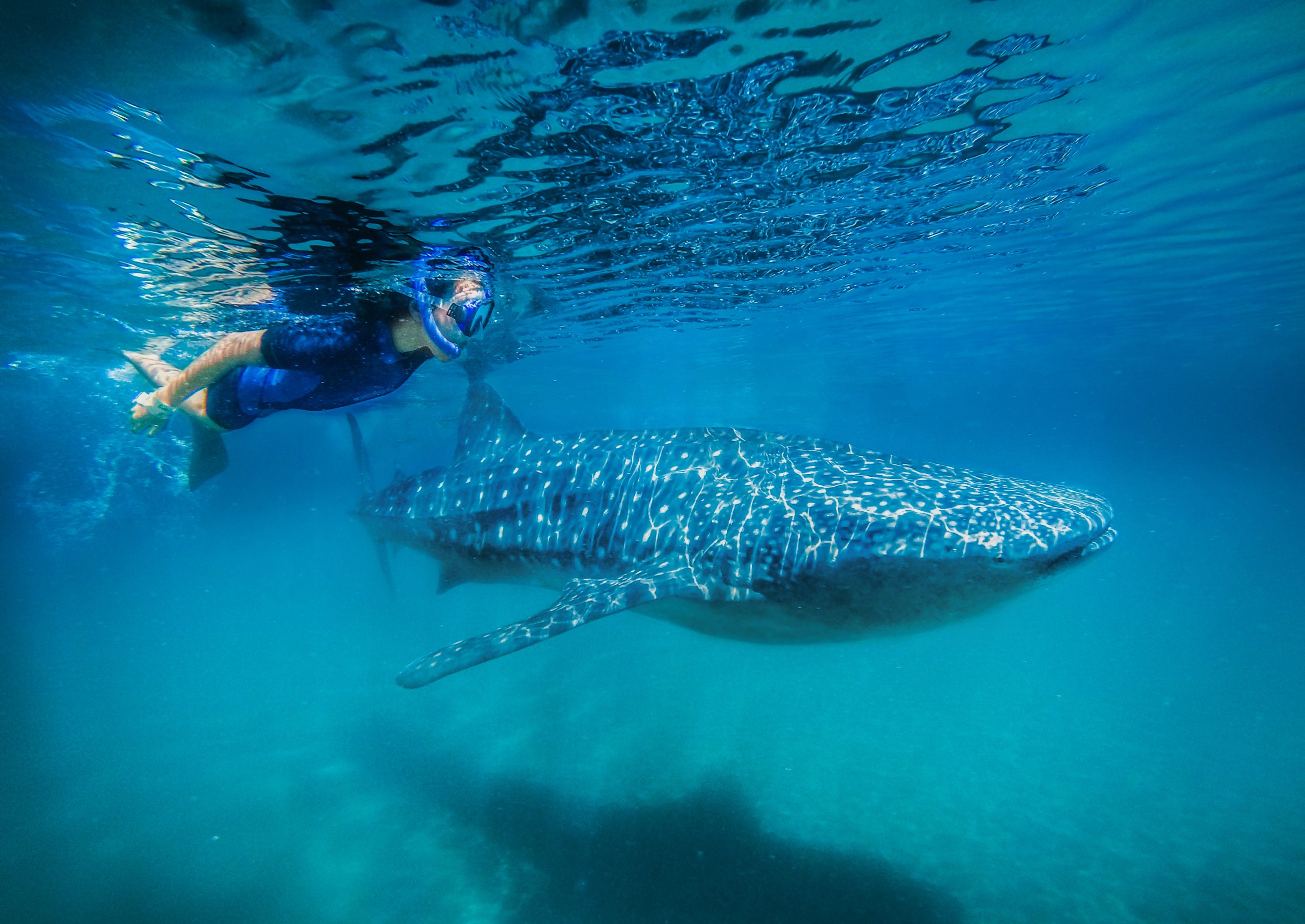 From Cabo: Snorkel with Whale Sharks in La Paz – Cabo San Lucas, Mexico