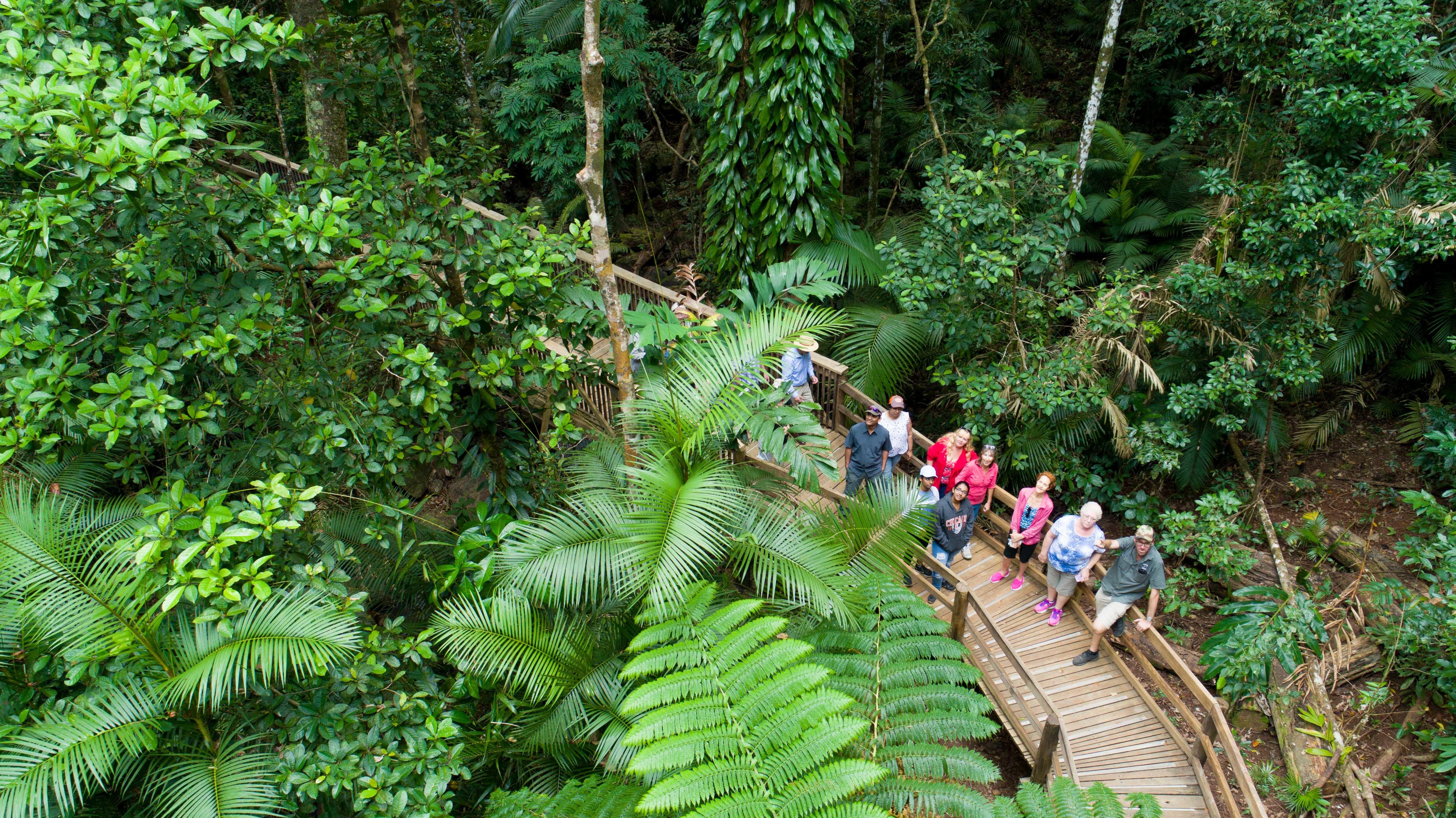 From Cairns: Daintree Rainforest & Cape Tribulation 4WD Tour – Daintree Rainforest, Australia