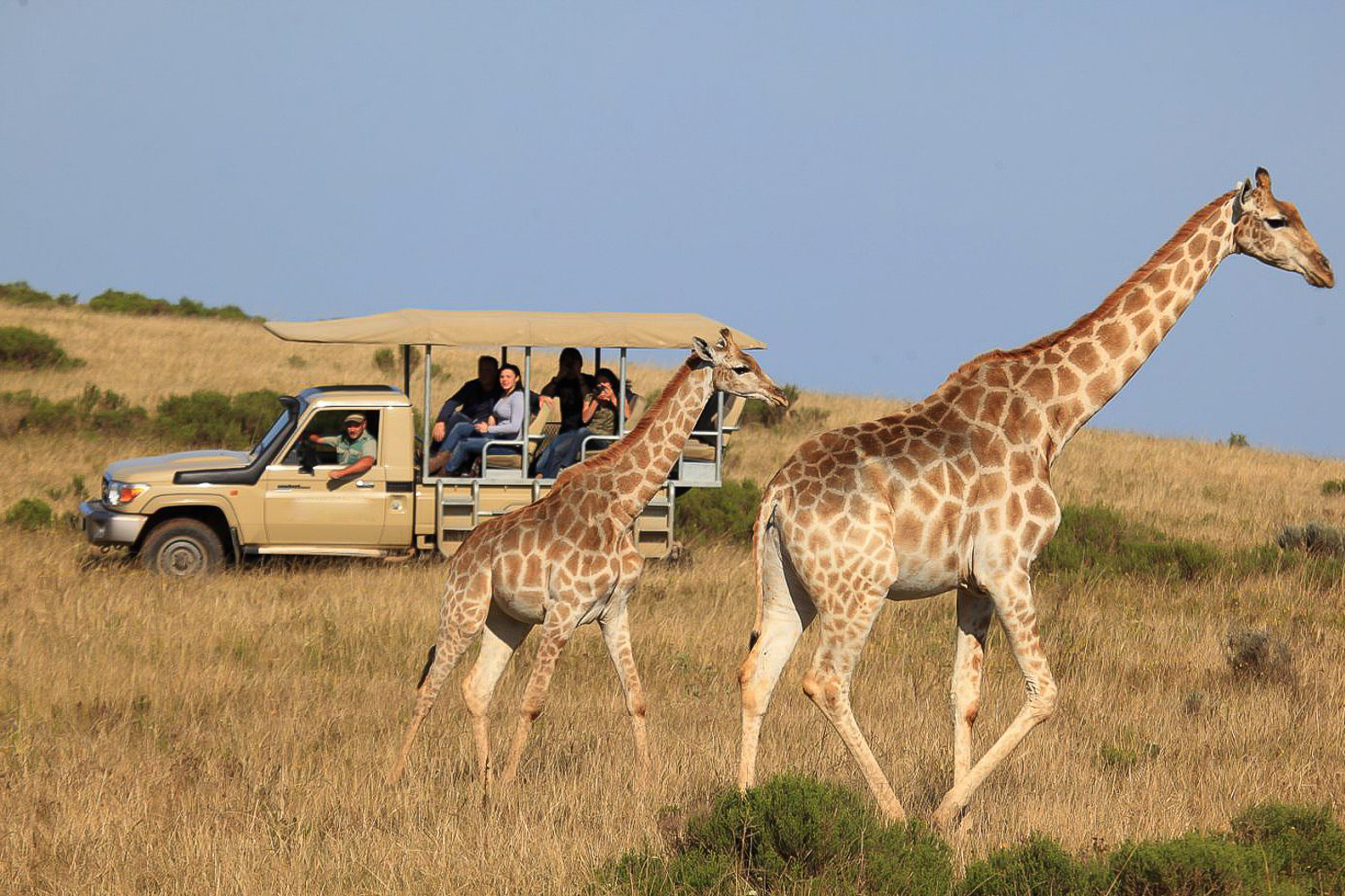 From Cape Town: 3-Day Garden Route Highlights and 4×4 Safari – Cape Town, South Africa