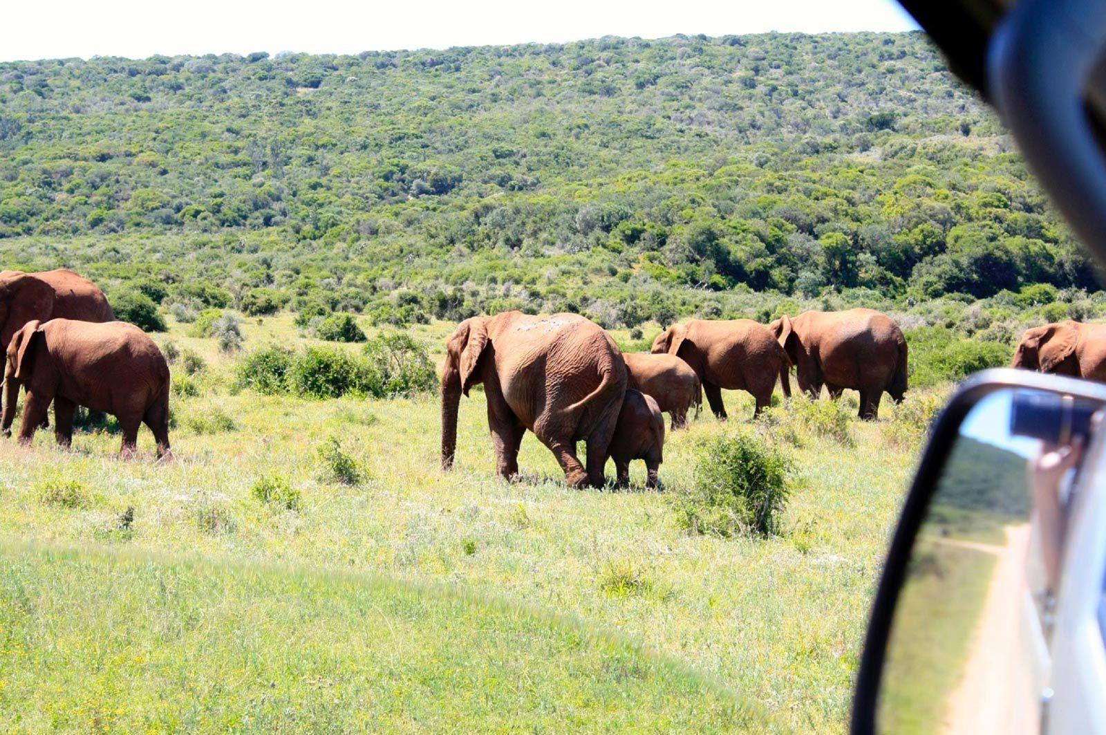 From Cape Town: 5-Day Best of Garden Route and Addo Safari – Cape Town, South Africa