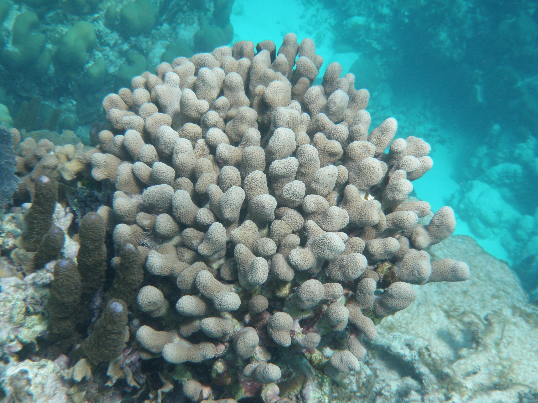From Caye Caulker: Marine Reserve Snorkeling Tour – Caye Caulker, Belize