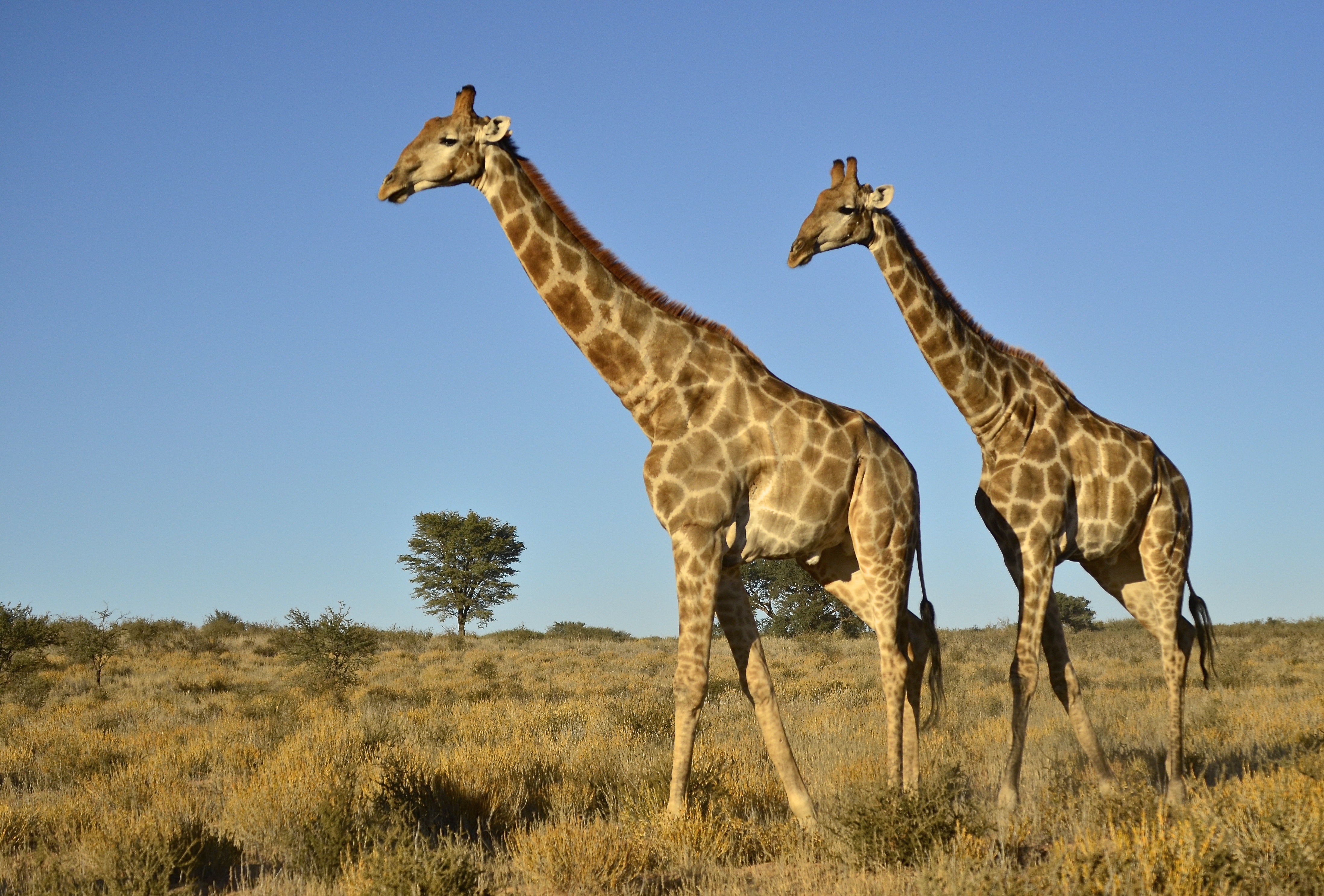 From Durban: Half-Day Safari Tour – Tala Collection Game Reserve, South Africa