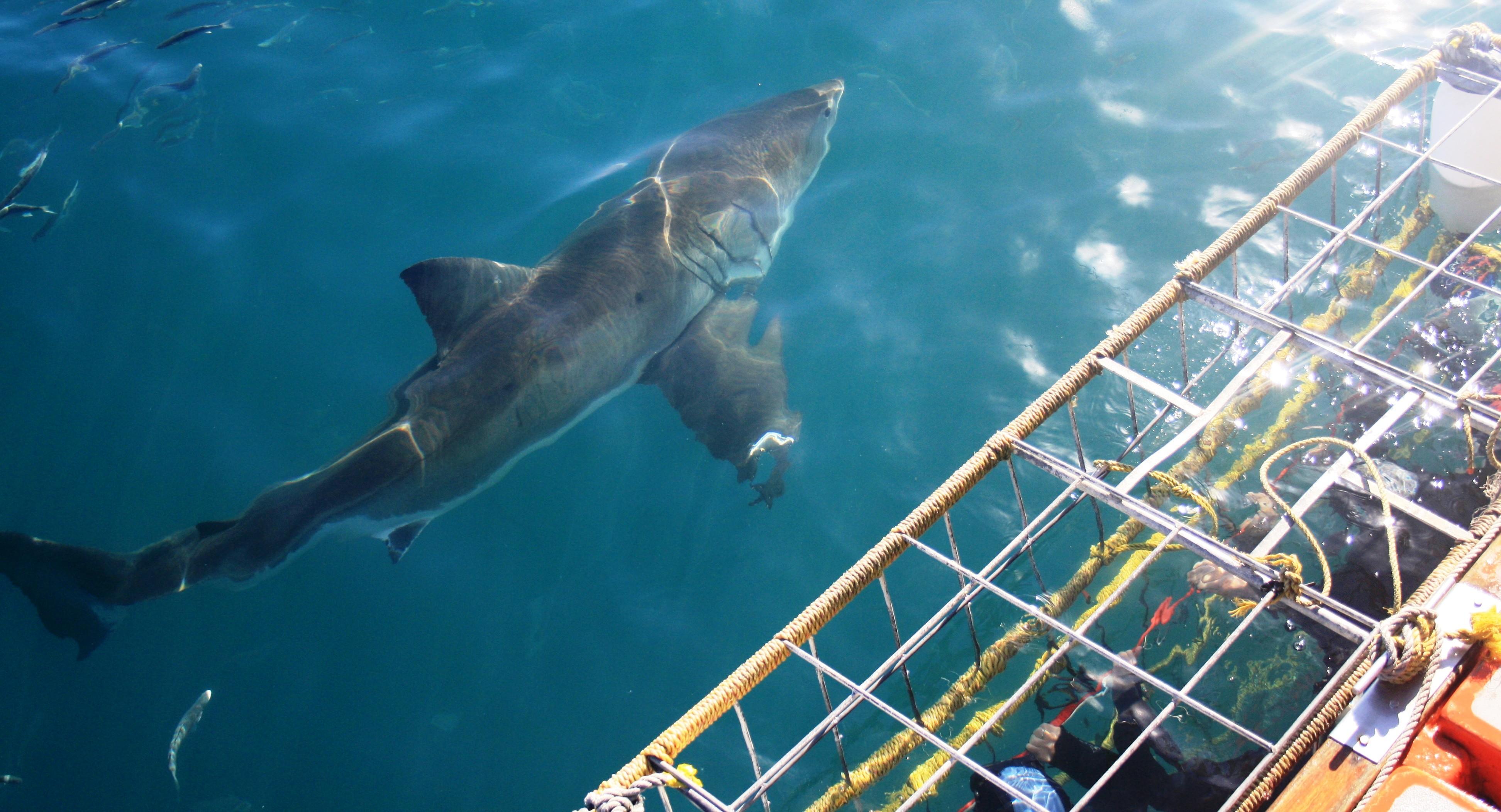 From Hermanus or Cape Town: Shark Cage Diving Experience – Cape Town, South Africa
