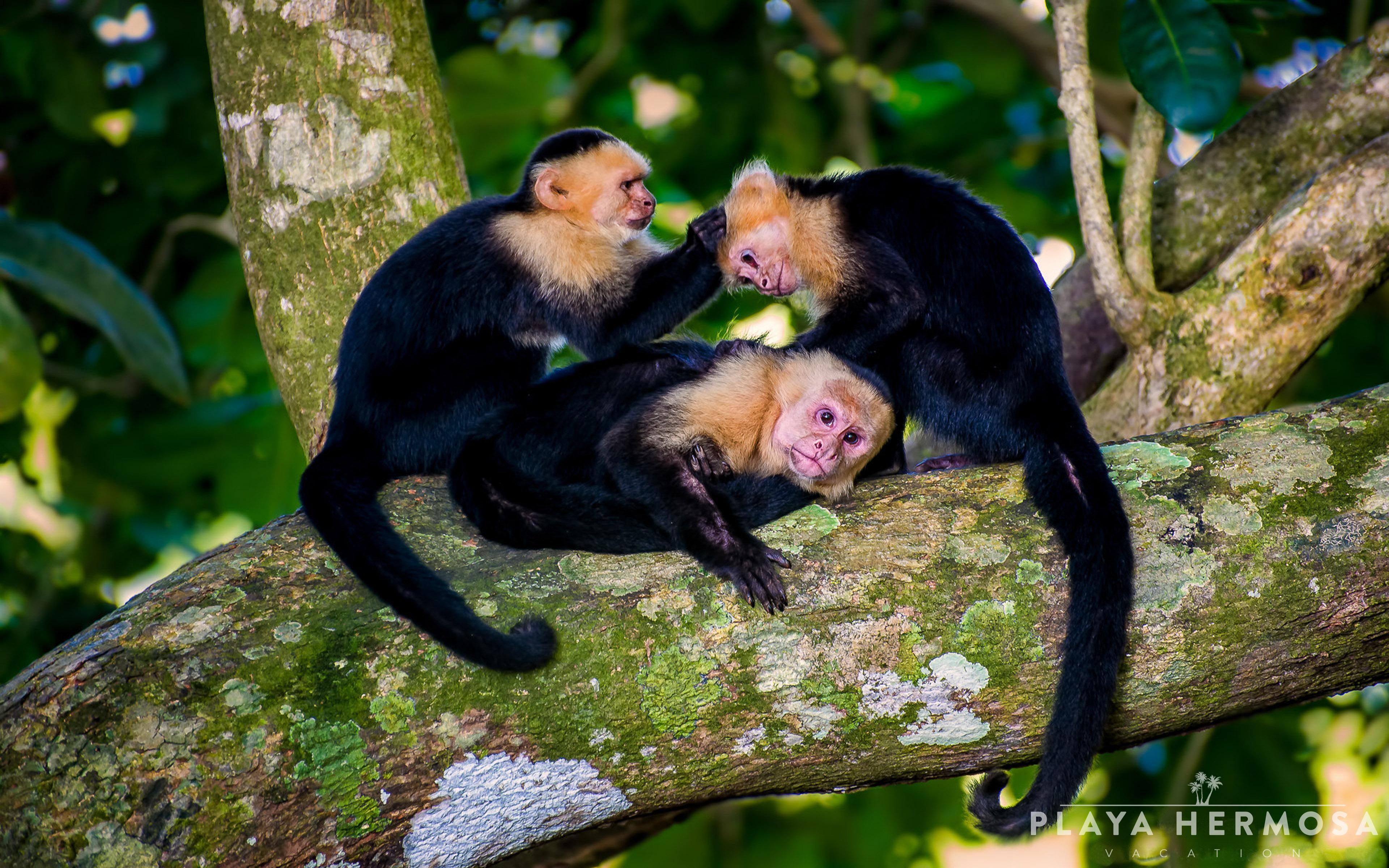 From Jaco: Monkey Encounter with Local Cuisine Experience – Jaco, Costa Rica