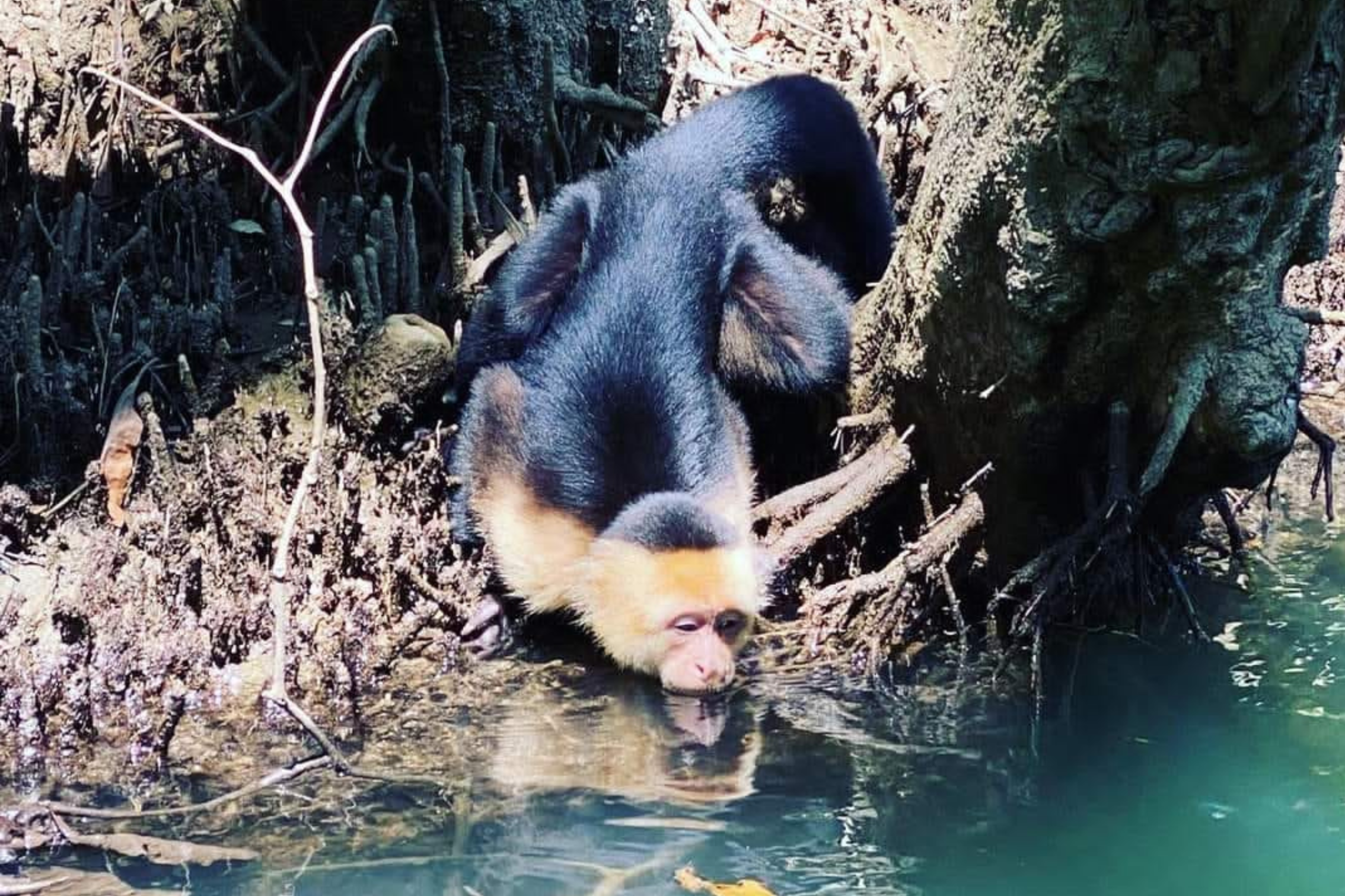 From Jaco: Monkey Mangrove Tour – Jaco, Costa Rica