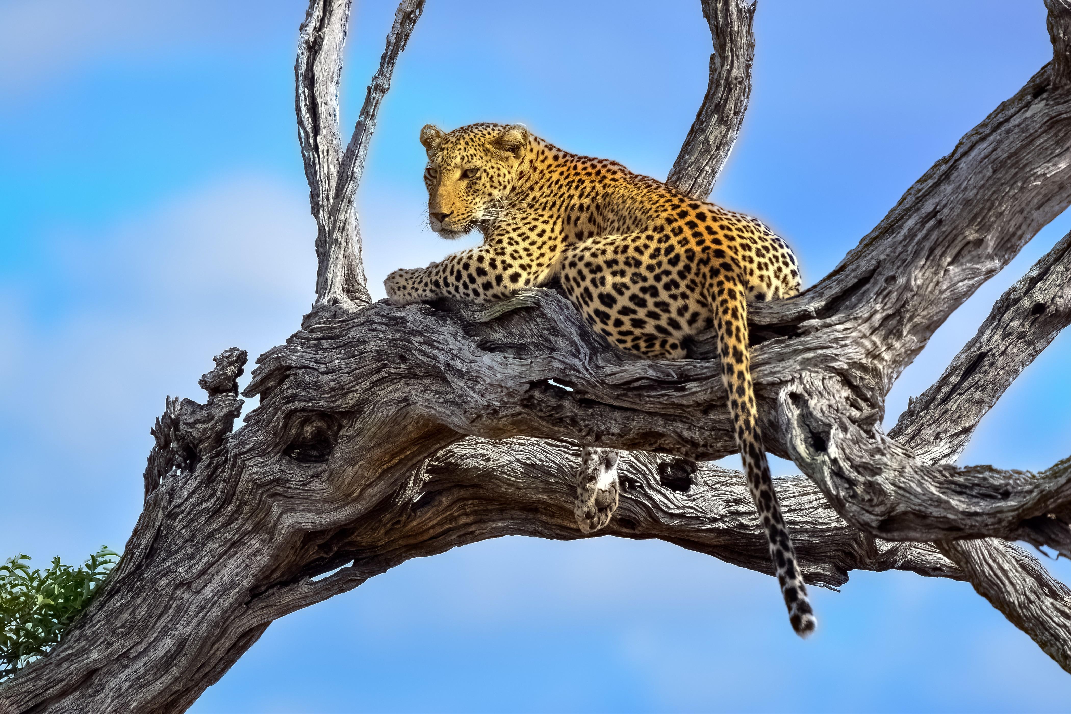 From Johannesburg: Kruger National Park 3-Day Safari – Johannesburg, South Africa