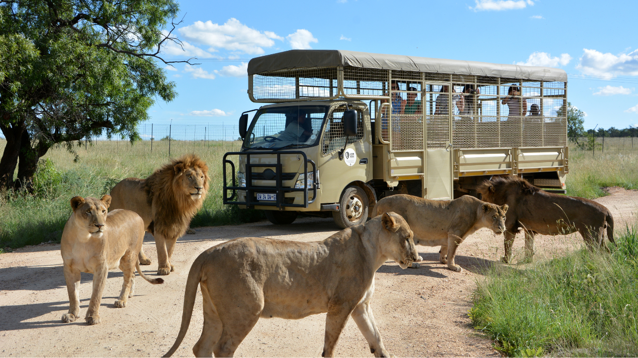 From Johannesburg: Lion & Safari Park Half-Day Tour – Johannesburg, South Africa