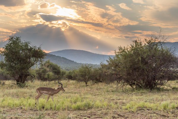 From Johannesburg: Pilanesberg National Park Safari – Johannesburg, South Africa