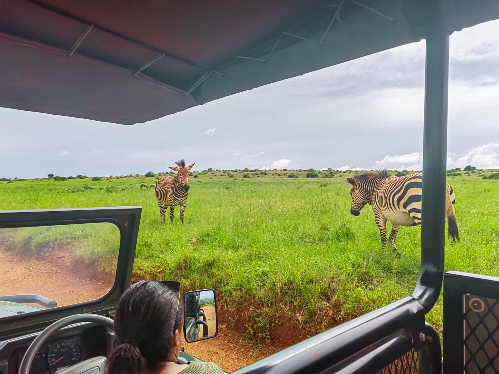 From Johannesburg: Rhino & Lion Safari and Wonder Cave Tour – Johannesburg, South Africa