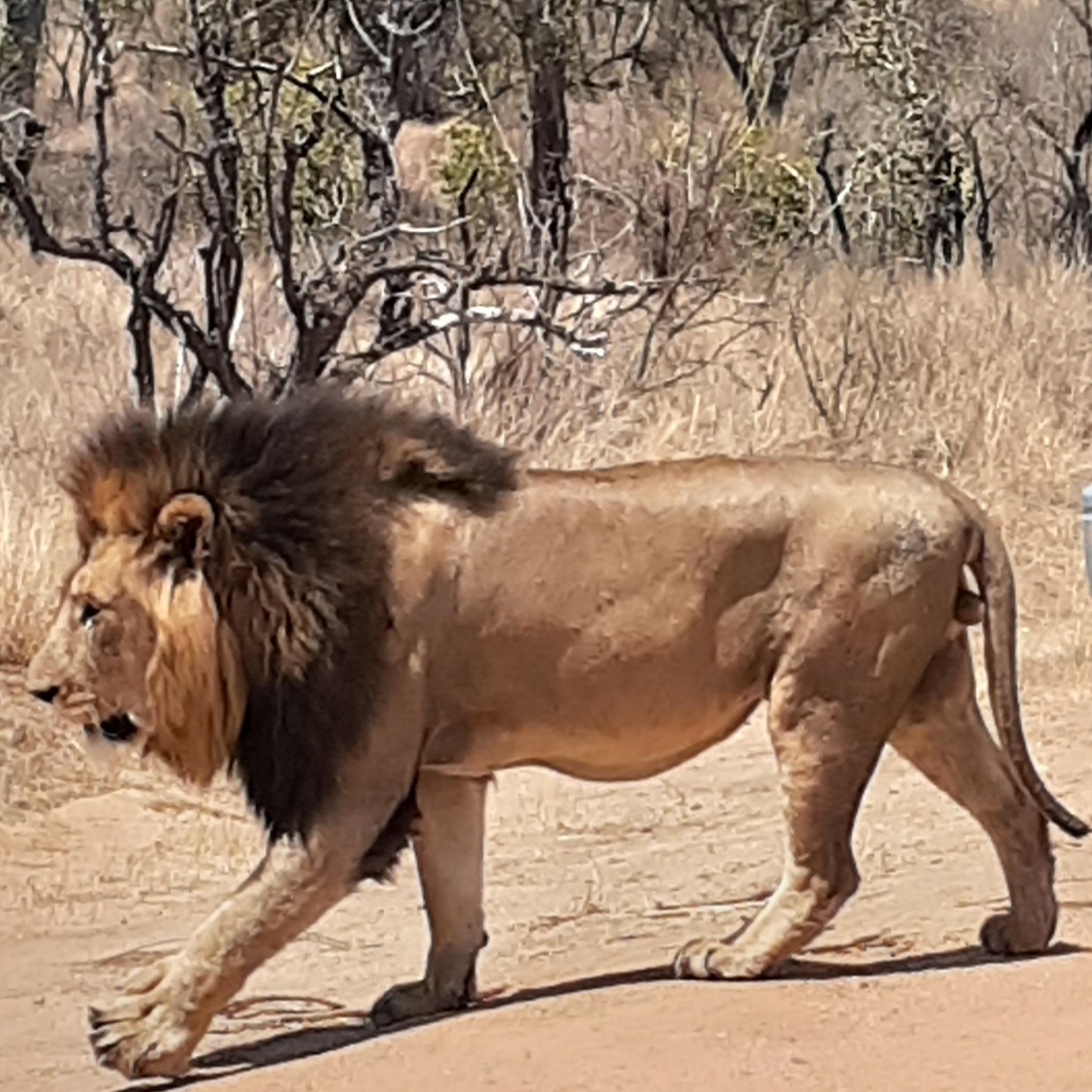 From Malelane: Half Day Kruger Park Wildlife Safari – Phalaborwa, South Africa