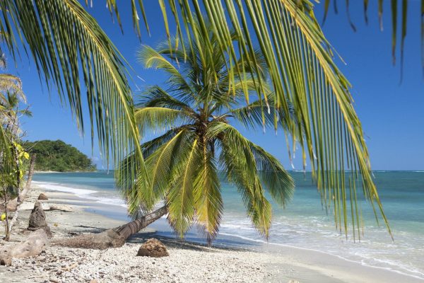 From Manzanillo: Cahuita Snorkel and Rainforest Hike – Cahuita, Costa Rica