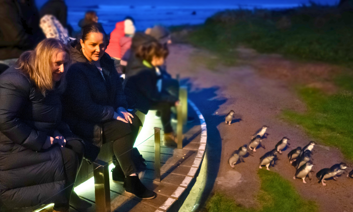 From Melbourne: Penguin Parade Afternoon Tour – Melbourne, Australia