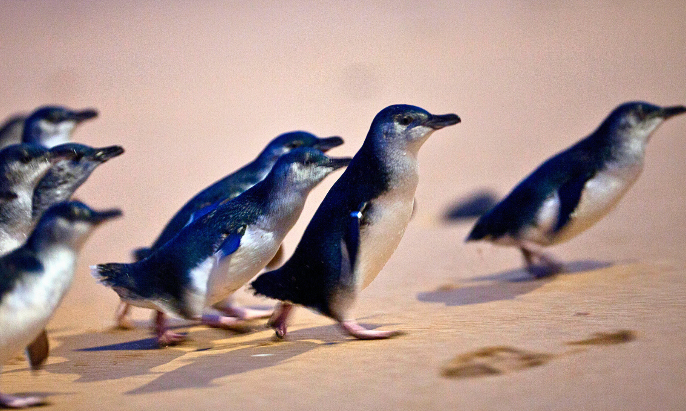From Melbourne: Phillip Island Penguin Parade Eco Tour – Melbourne, Australia