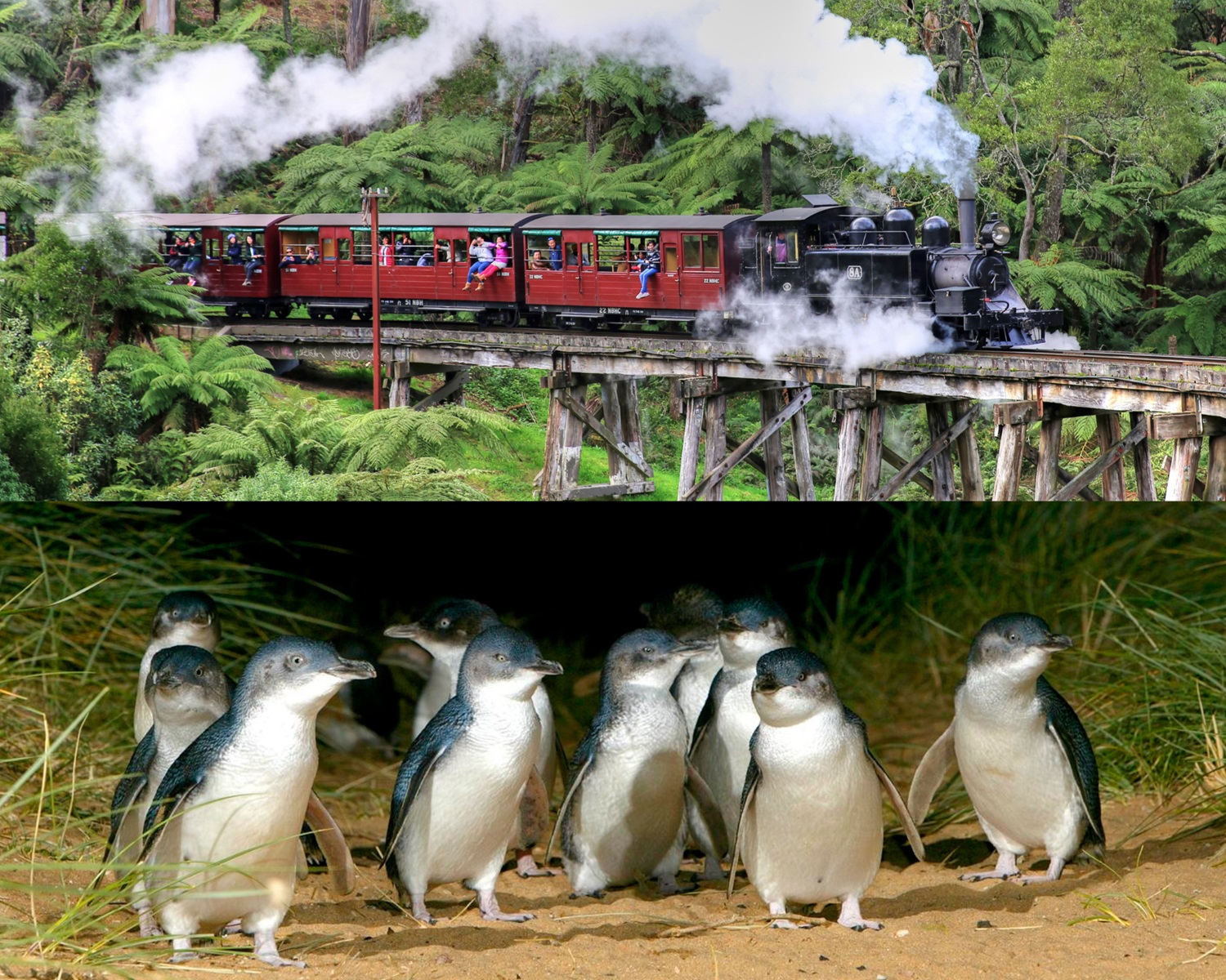 From Melbourne: Puffing Billy and Penguin Parade Combo Tour – Melbourne, Australia