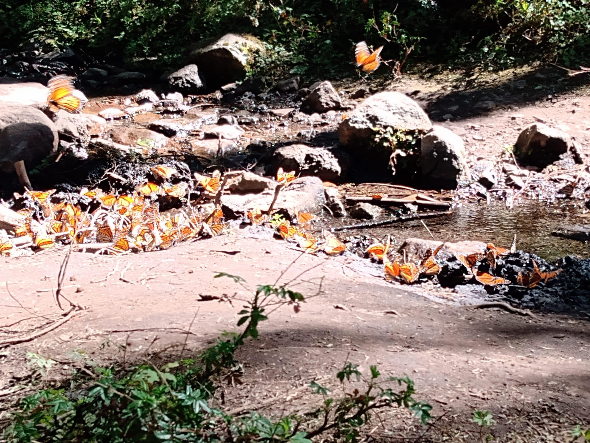 From Mexico City: Monarch Butterfly Sanctuary El Rosario Tour – Mexico City, Mexico