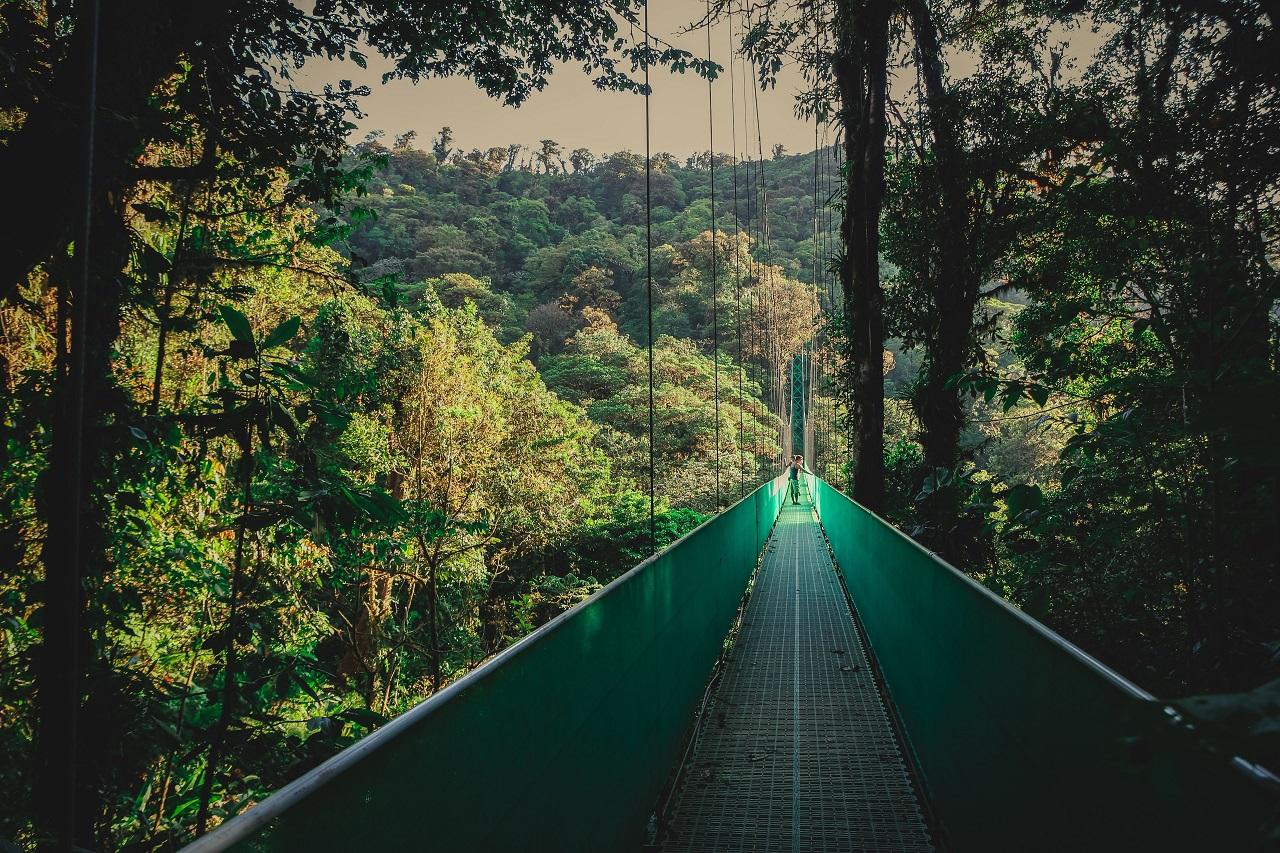 From Monteverde: Monteverde Suspension Bridge Guided Hike – Monteverde, Costa Rica