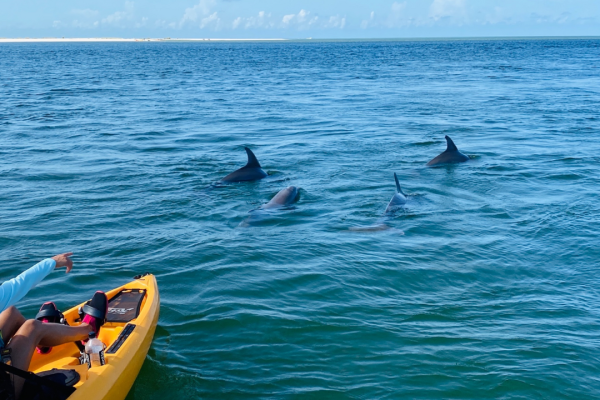 From Naples, FL: Marco Island Mangroves Kayak or Paddle Tour – Naples, Florida