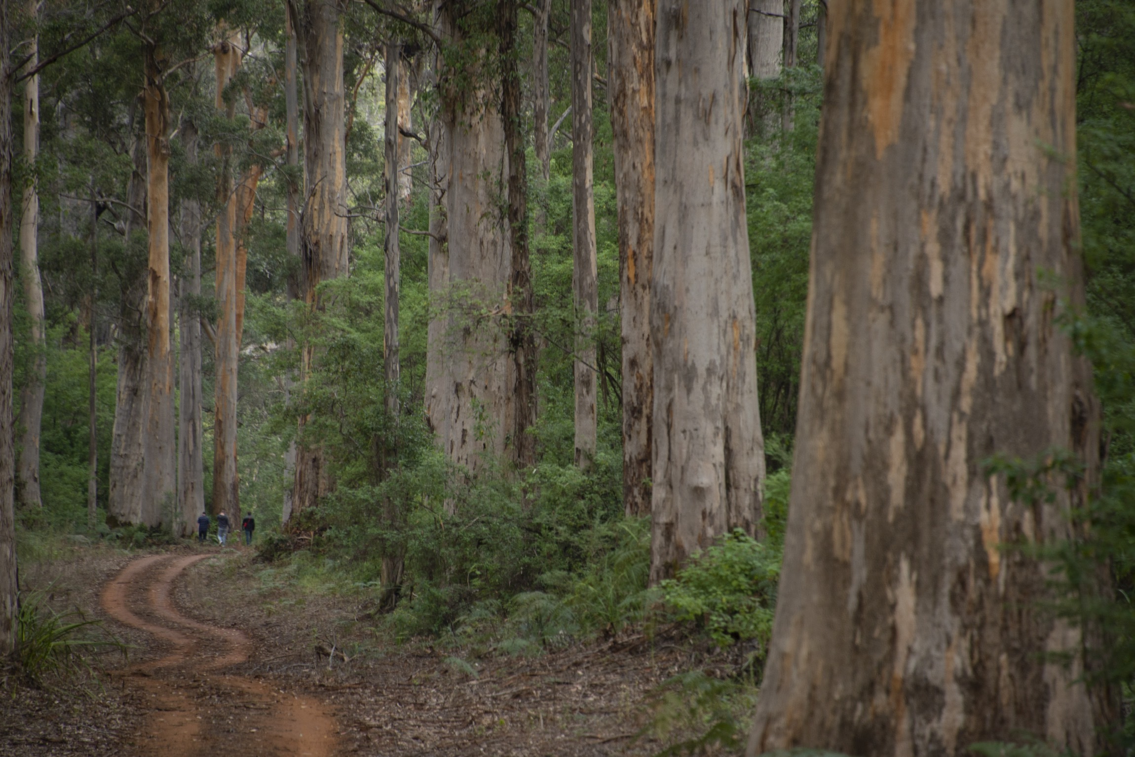 From Pemberton: Half-Day Beach and Forest Eco Adventure – Pemberton, Australia