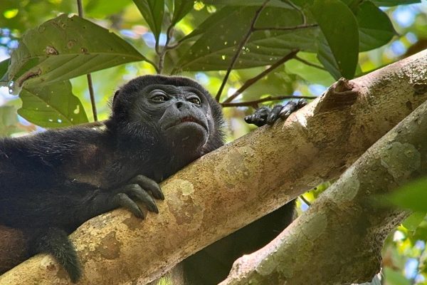 From Puerto Jimenez: Corcovado National Park Full-Day Tour – Puntarenas, Costa Rica