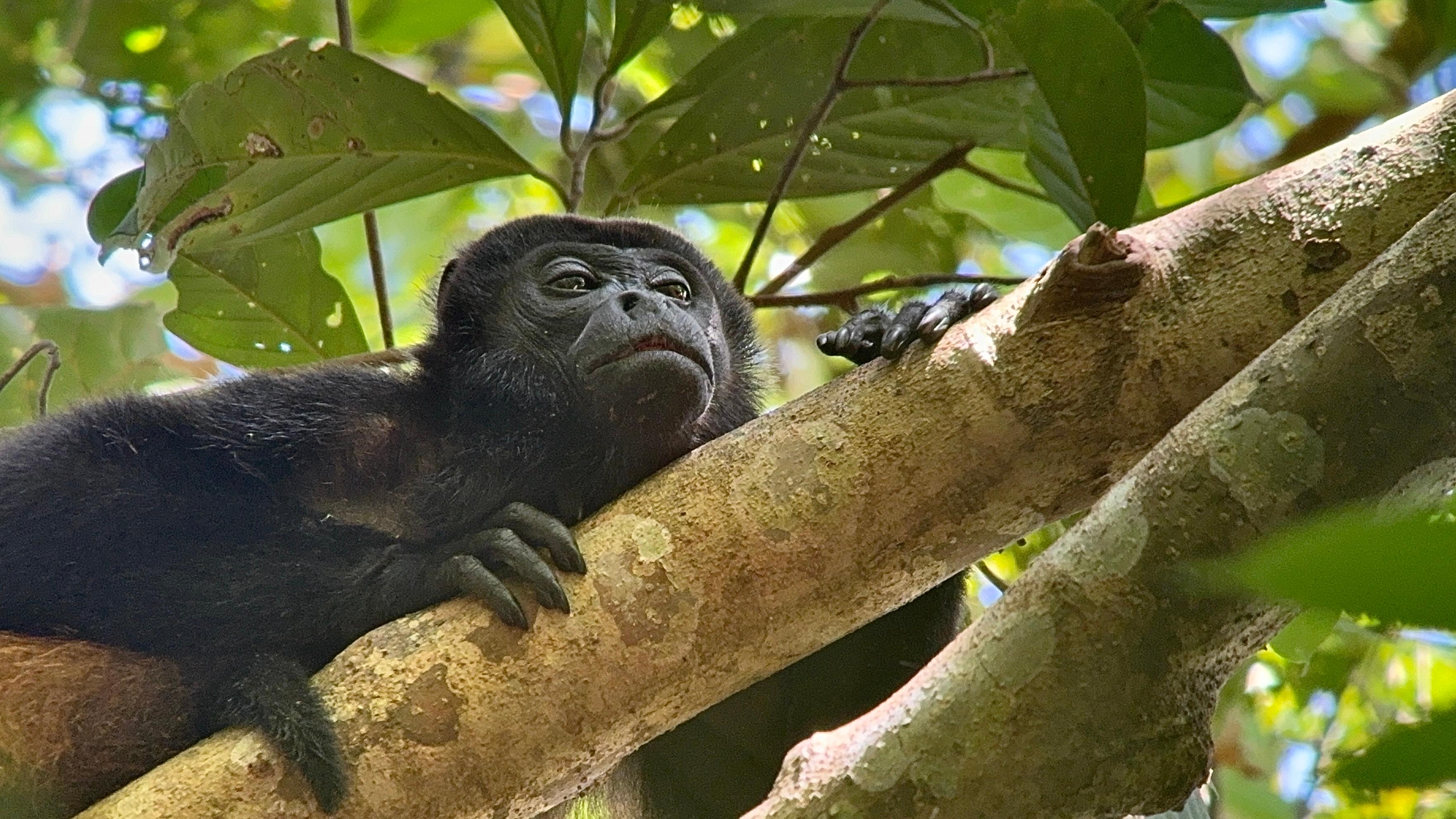 From Puerto Jimenez: Corcovado National Park Full-Day Tour – Puntarenas, Costa Rica