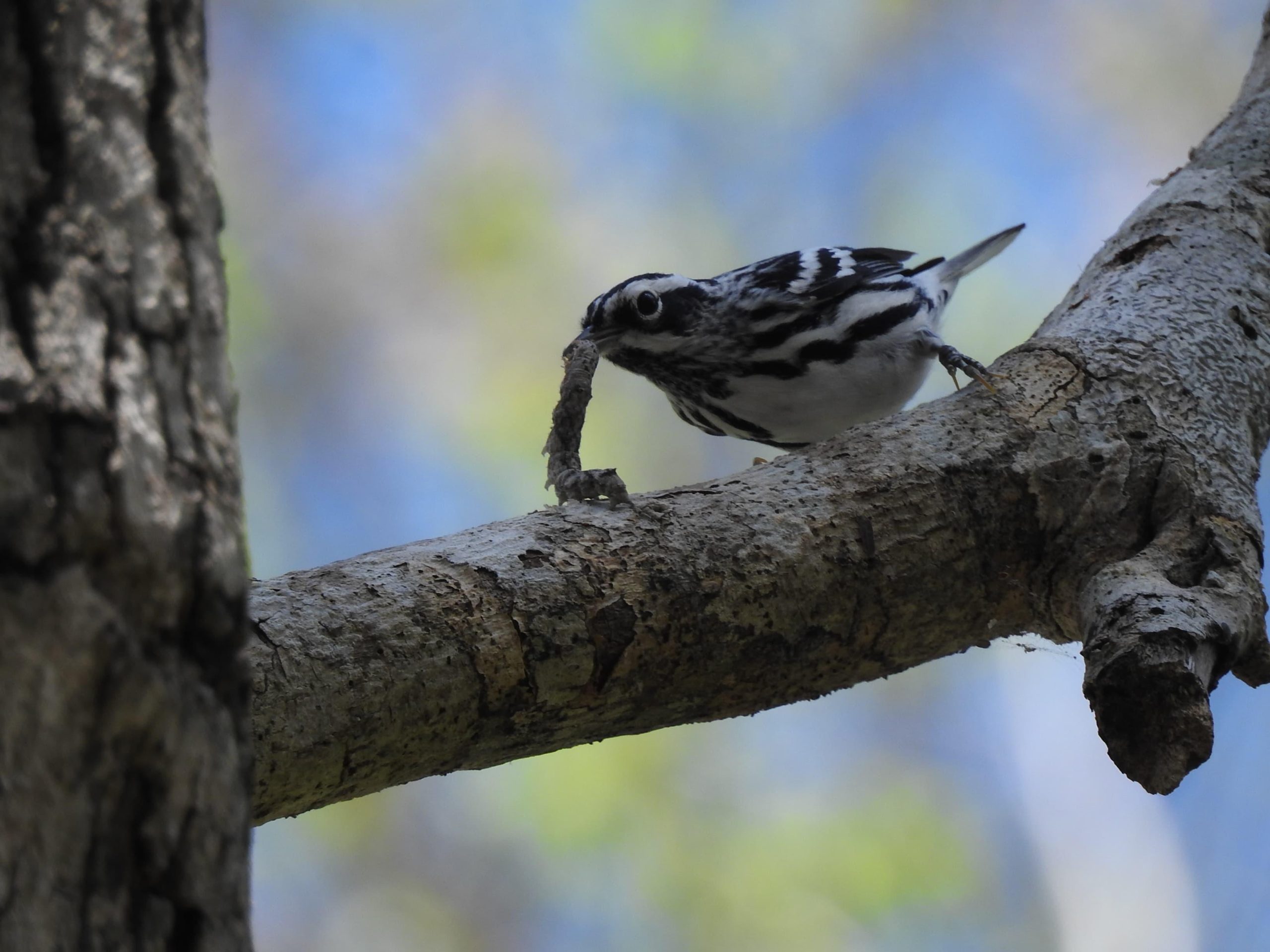 From Riviera Maya: Guided Birdwatching in Coba – Coba City, Mexico