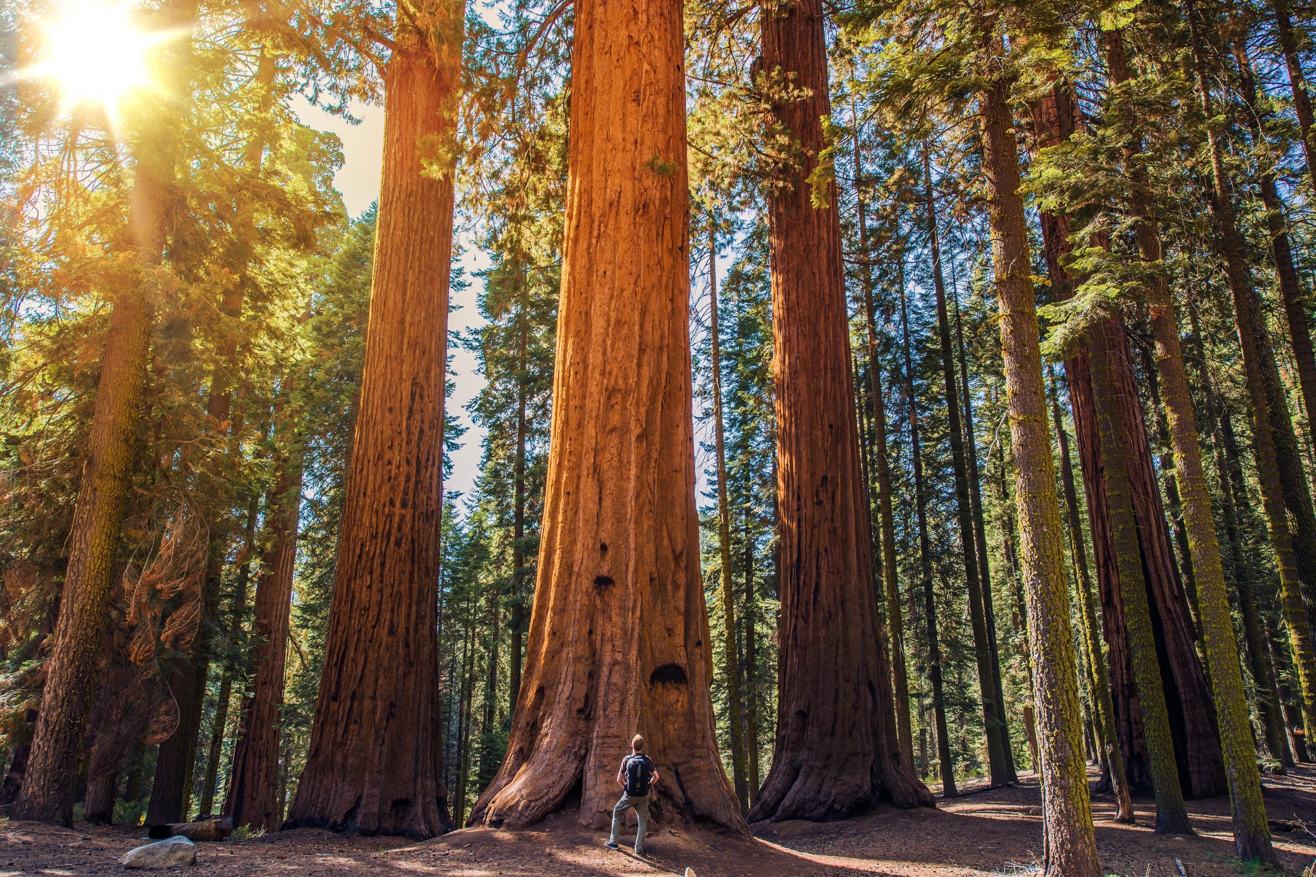 From San Francisco: Guided Muir Woods Excursion – San Francisco, California
