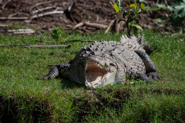 From San José: Carara National Park and TÃ¡rcoles River Tour – San José, Costa Rica