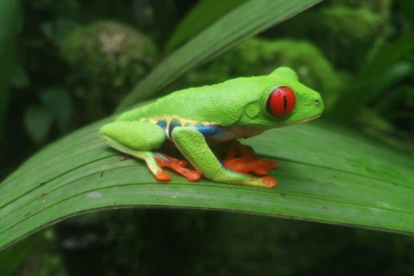 From San Jose: La Paz Waterfall Gardens Guided Day Tour – La Paz Waterfall Gardens Nature Park, Costa Rica