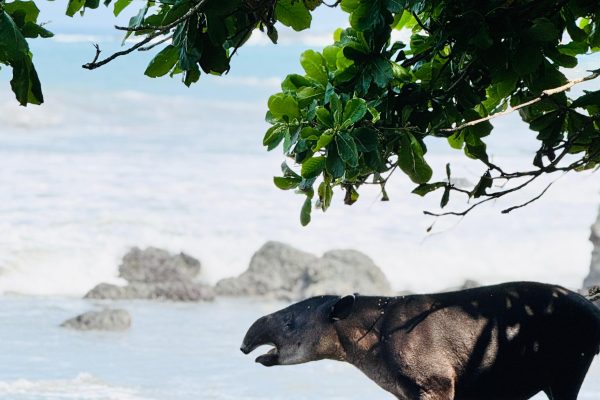 From Uvita: Day Trip to Corcovado National Park by Boat – Puntarenas, Costa Rica