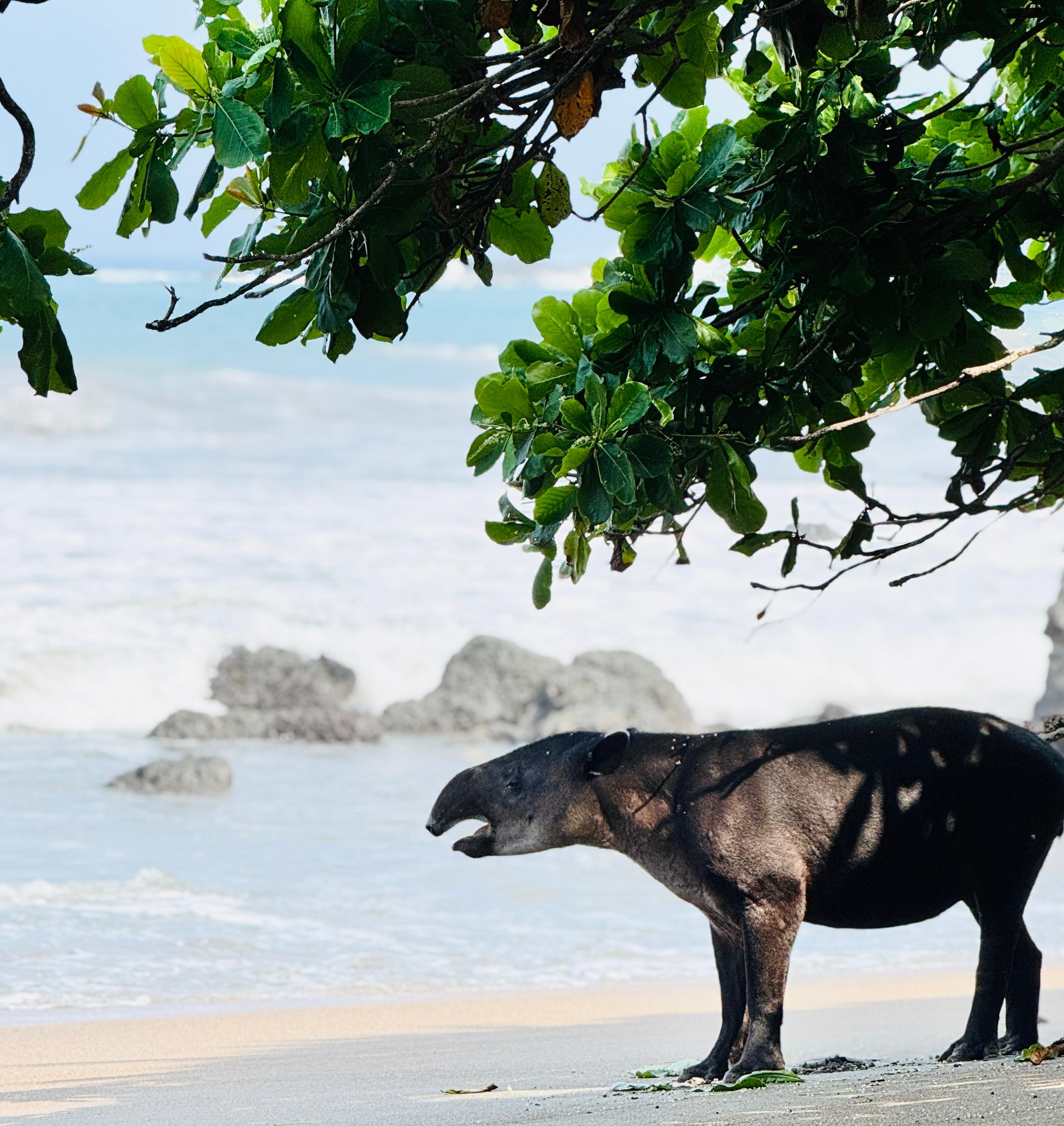 From Uvita: Day Trip to Corcovado National Park by Boat – Puntarenas, Costa Rica