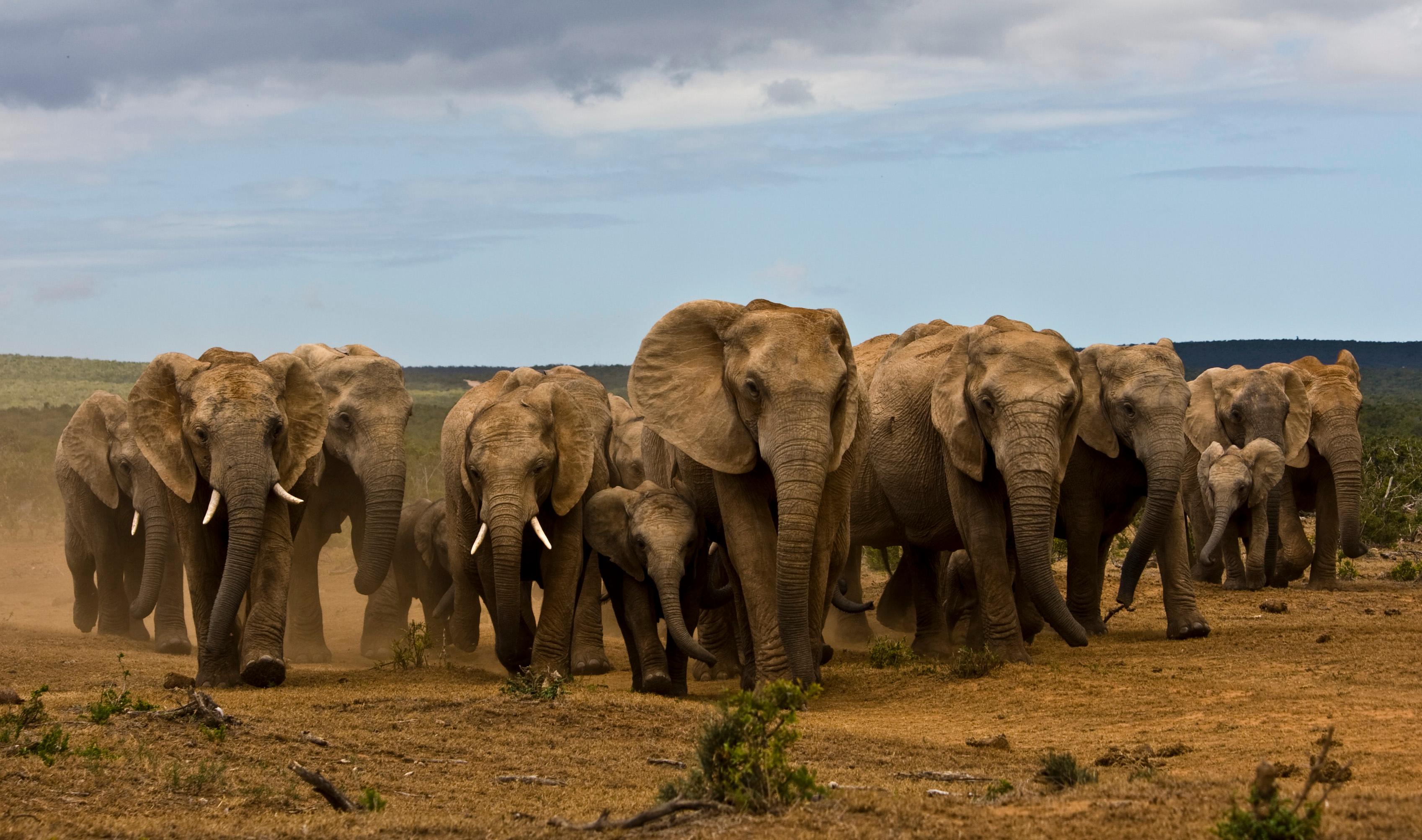 Full-Day All Inclusive Safari with Traditional Braai Lunch – Addo Elephant National Park, South Africa