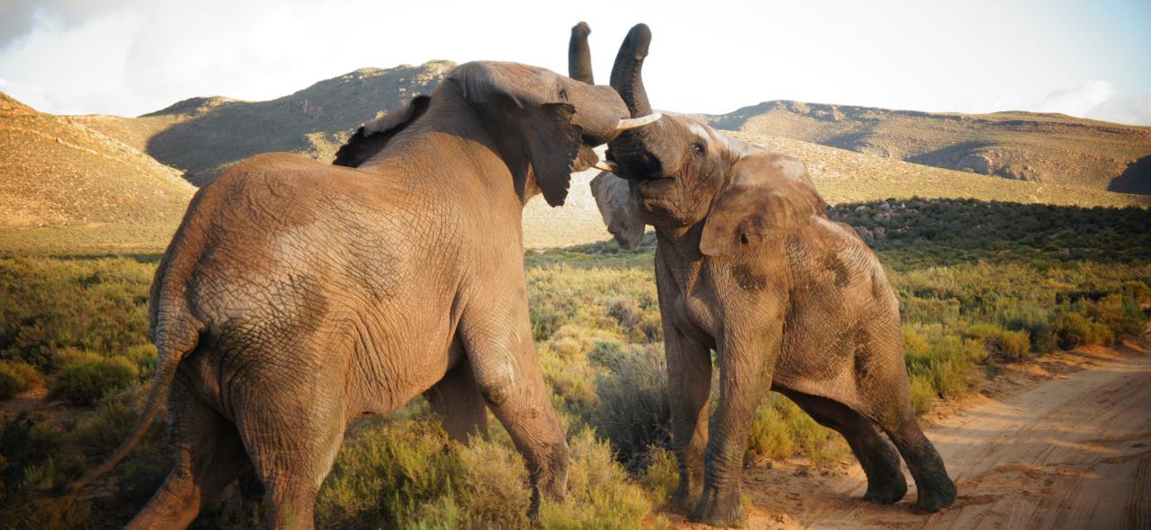 Full Day Cape Town Safari – Cape Town, South Africa