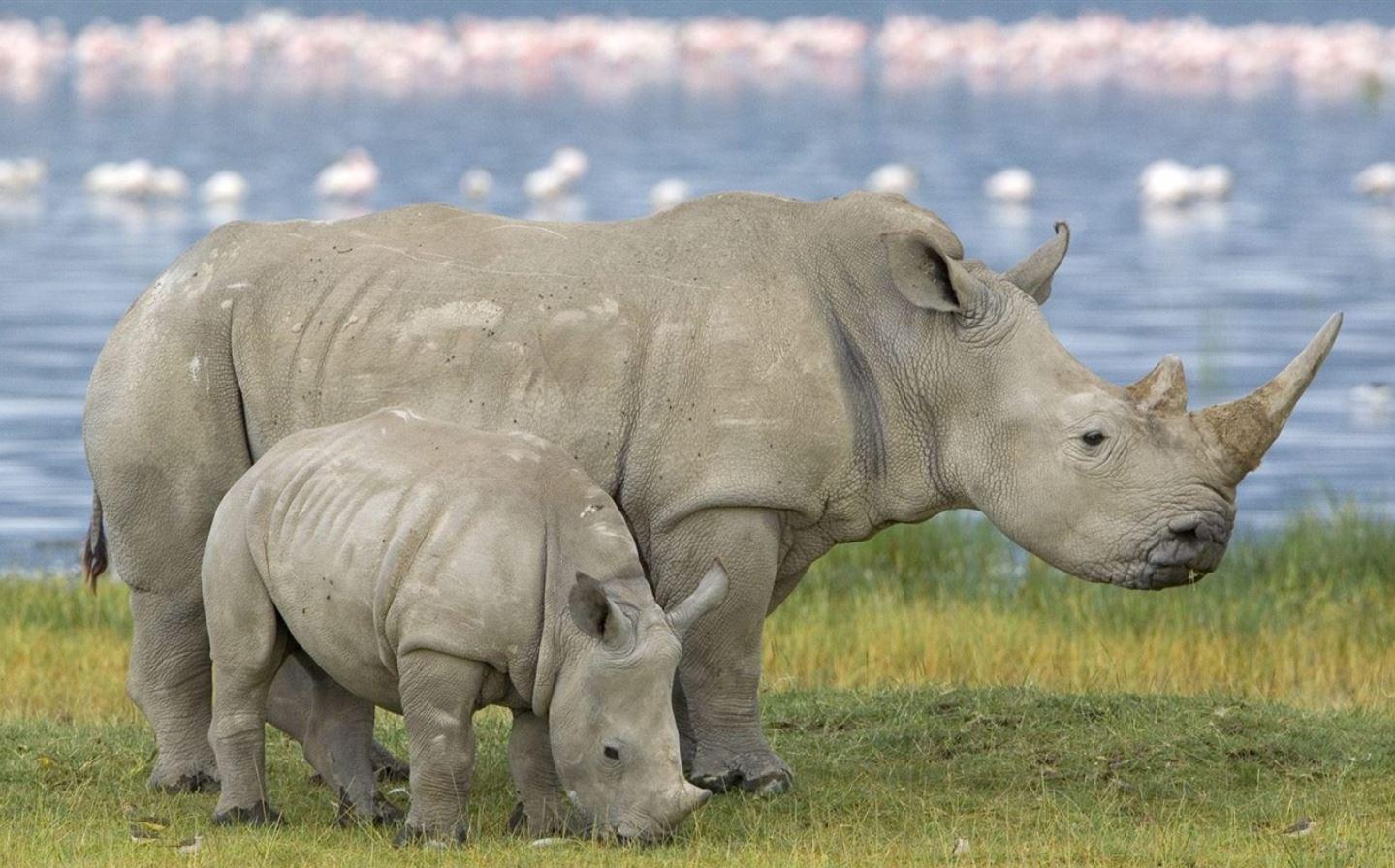 Full Day Hluhluwe Imfolozi Game Reserve Tour from Durban – The Big 5 Hlabisa Municipality, South Africa