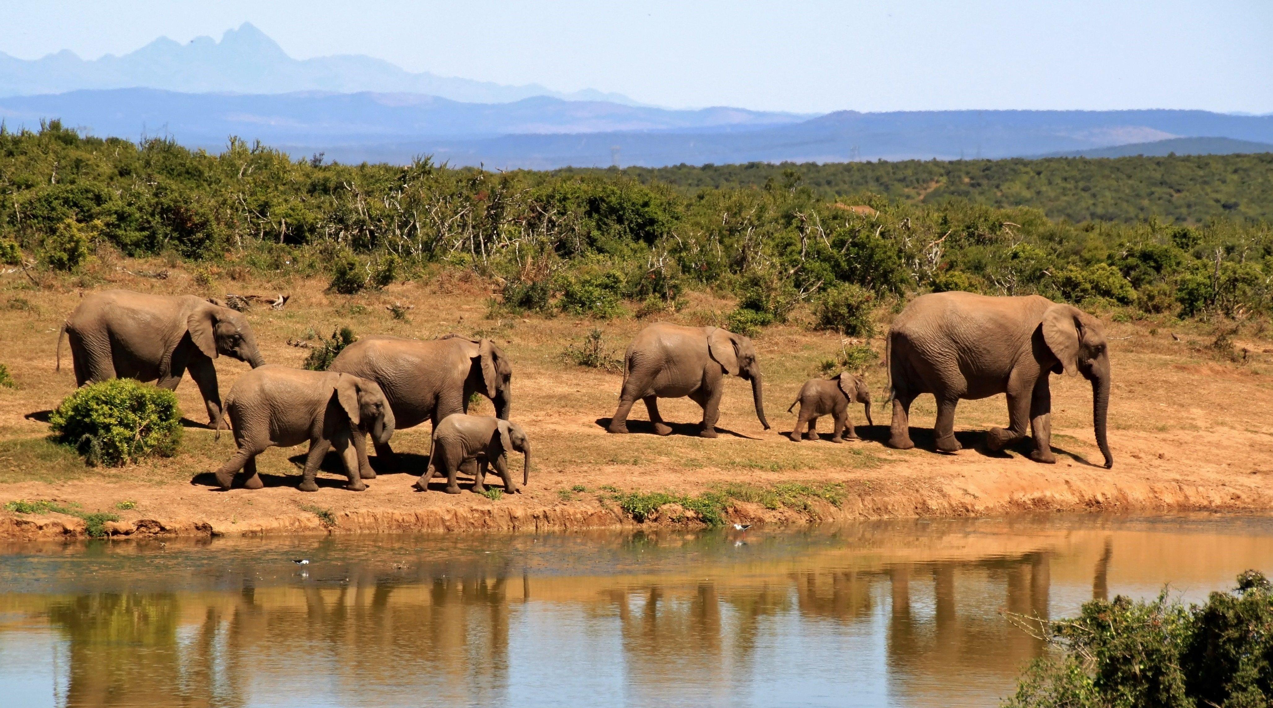 Full‑Day Addo Elephant Safari & Port Elizabeth City Tour – Gqeberha, South Africa