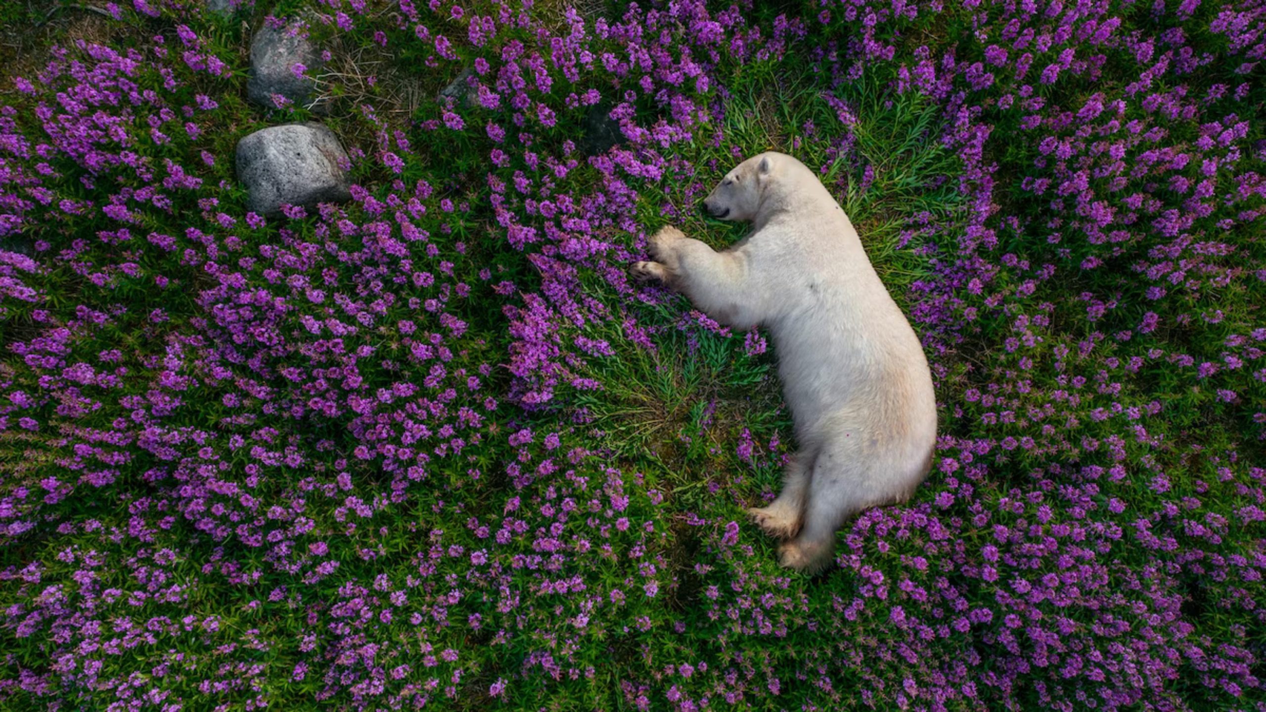 Gabala Lavender Fields Tour – Azerbaijan