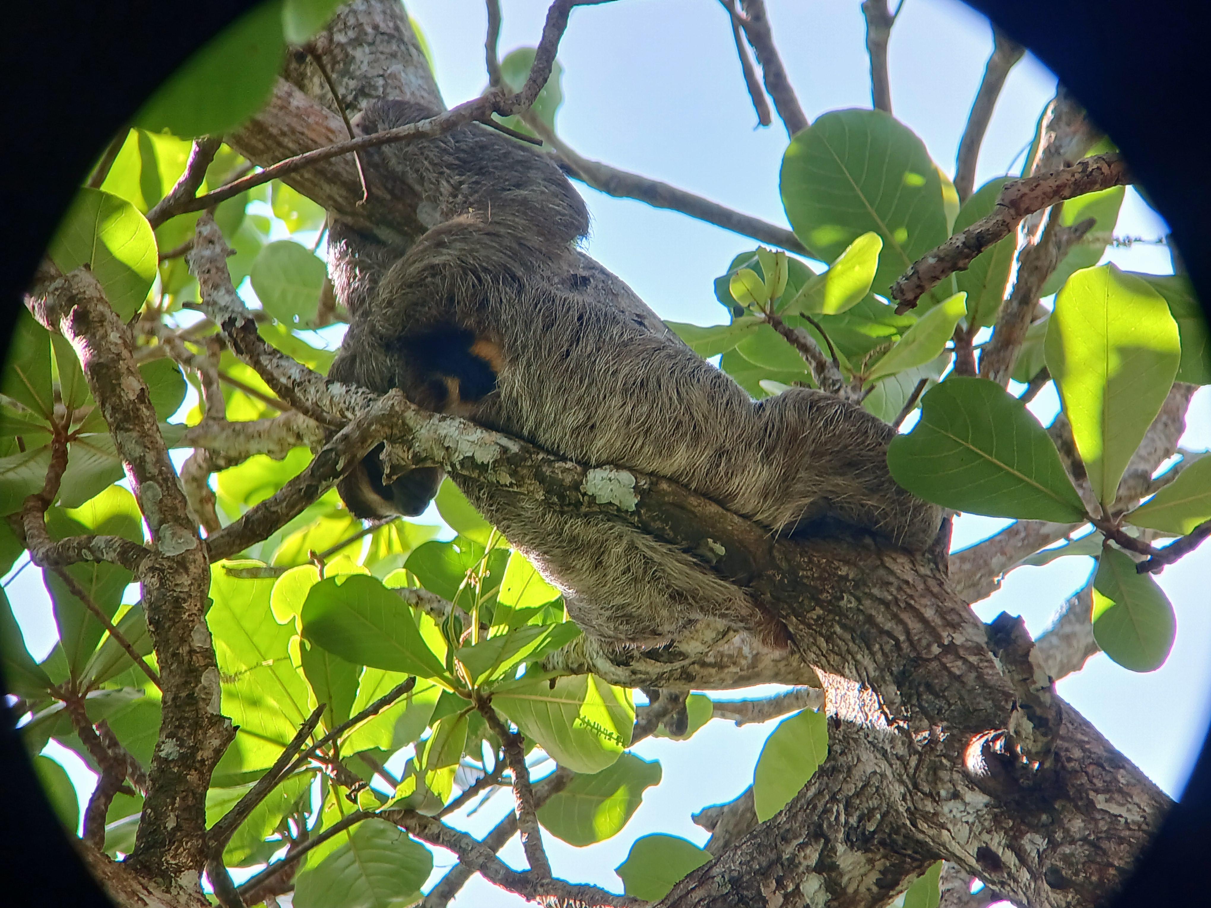 Gandoca: Ramsar Lagoon Boat Tour with Wildlife Watching – Gandoca-Manzanillo National Refuge, Costa Rica