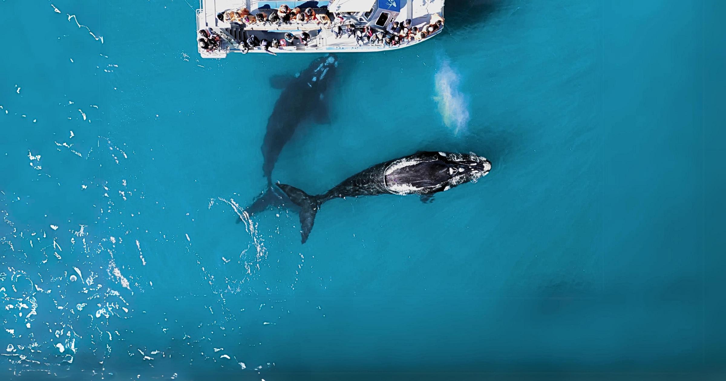 Gansbaai: Marine Big 5 Boat tour – Kleinbaai, South Africa