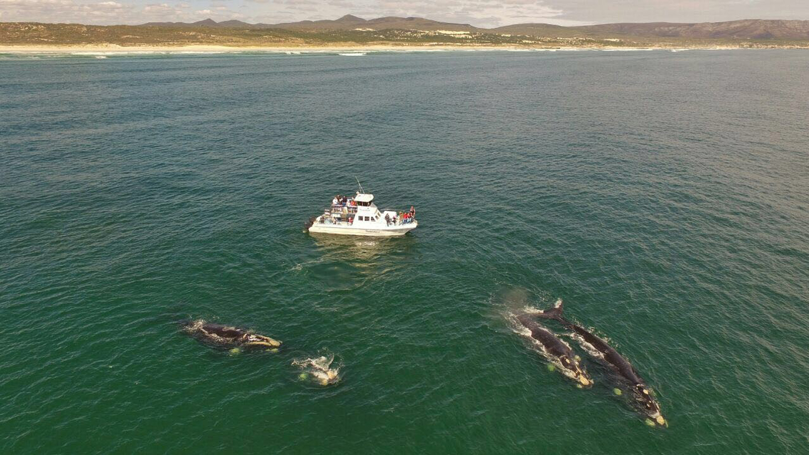 Gansbaai: Whale Watching Trip by Boat – Gans Bay, South Africa