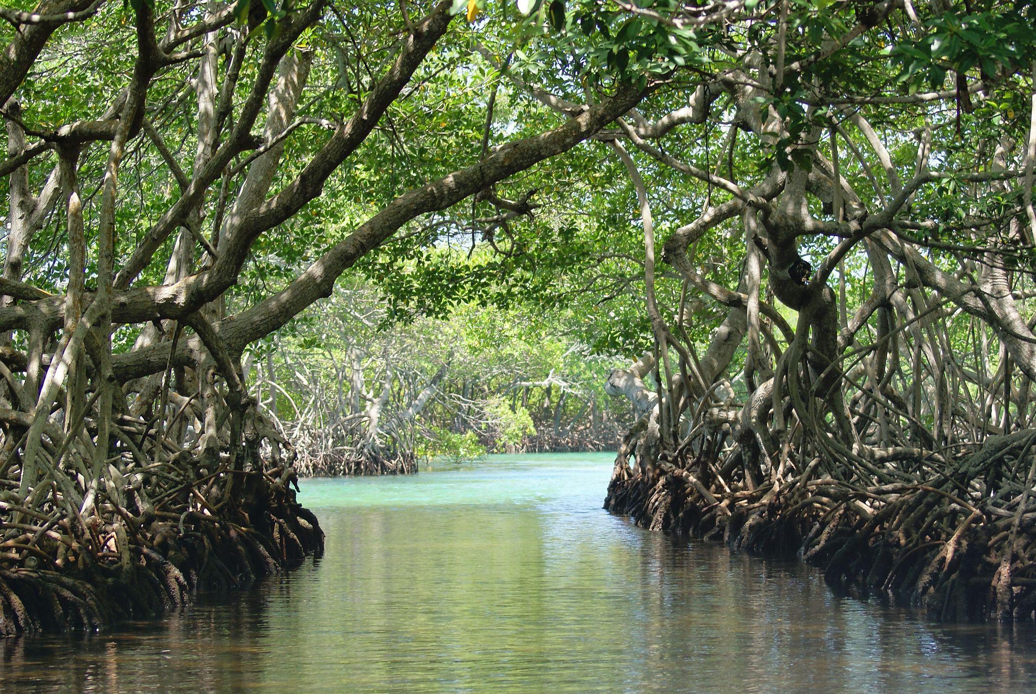 Garifuna History with Monkey/Sloth and Mangrove Tunnel Tour – Punta Gorda, Belize