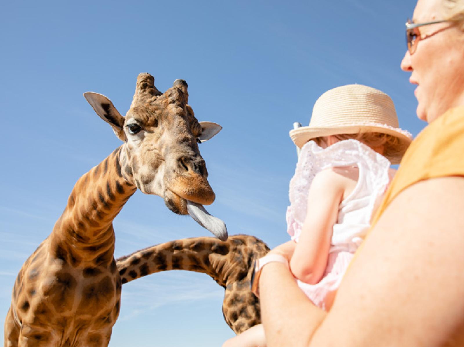 Giraffe Safari & a Day at Monarto Safari Park – Murray Bridge, Australia