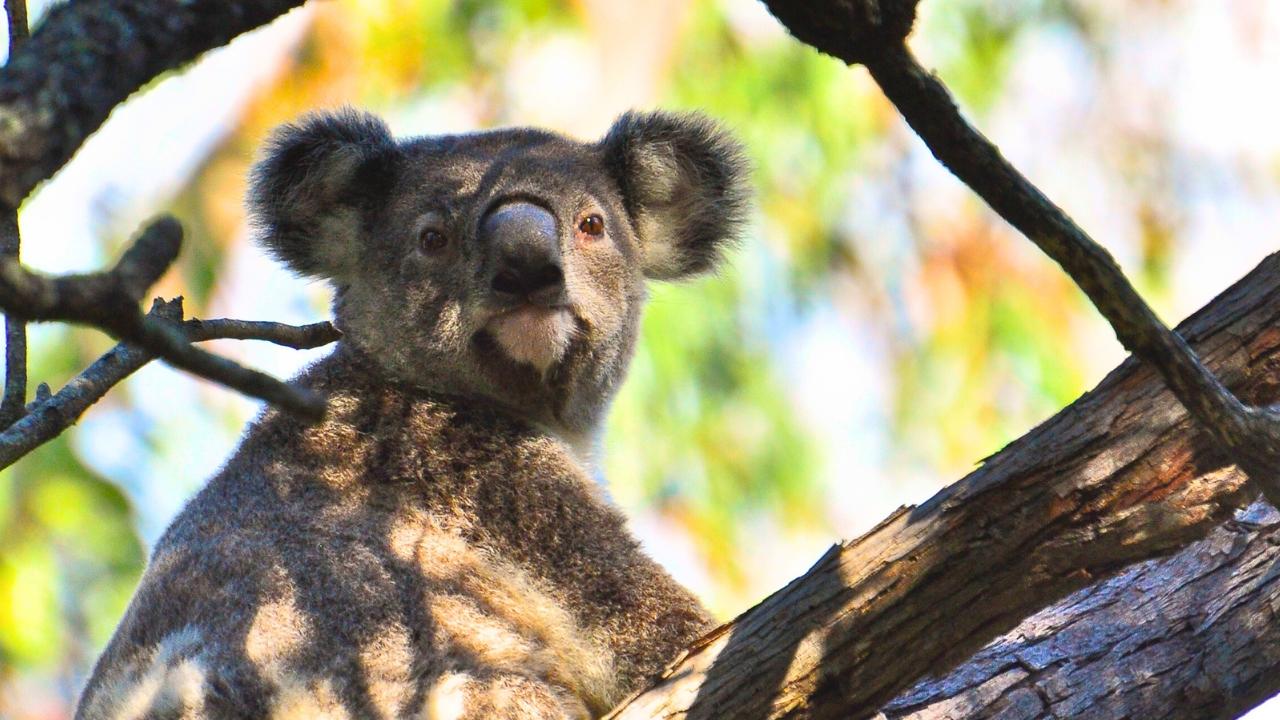 Gold Coast: Mount Tamborine Kangaroo and Koala Day Tour – Tamborine Mountain, Australia
