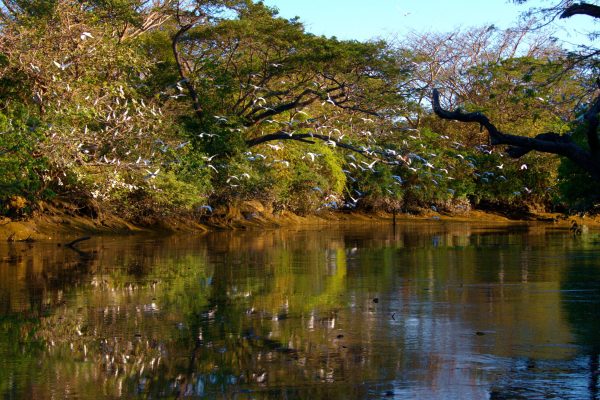 Guanacaste: Palo Verde Boat Tours – Palo Verde National Park, Costa Rica