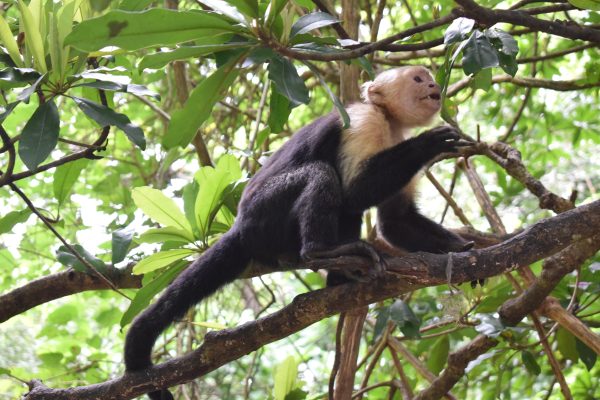 Guanacaste: Palo Verde Wildlife Safari Boat Tour – Palo Verde National Park, Costa Rica