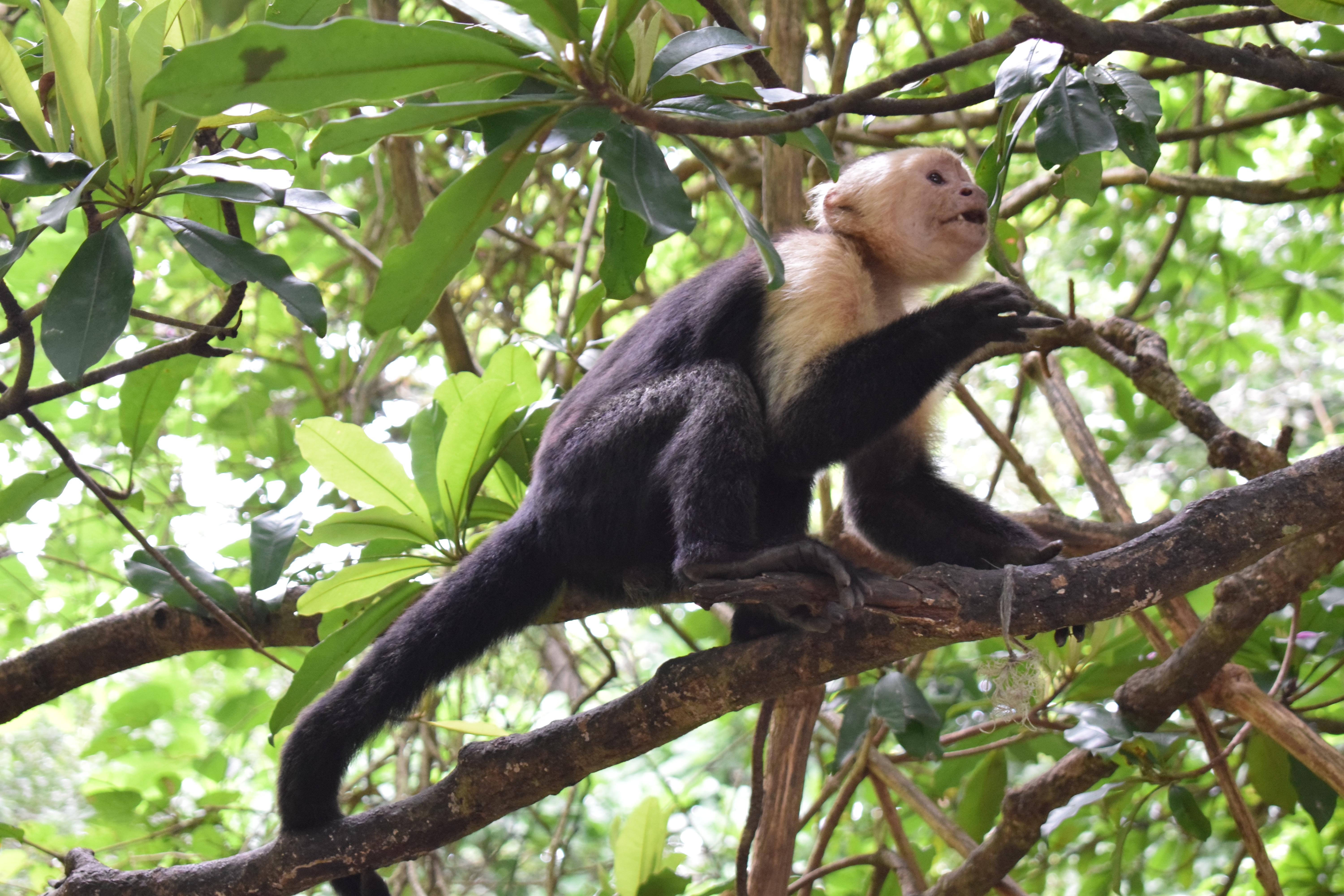 Guanacaste: Palo Verde Wildlife Safari Boat Tour – Palo Verde National Park, Costa Rica