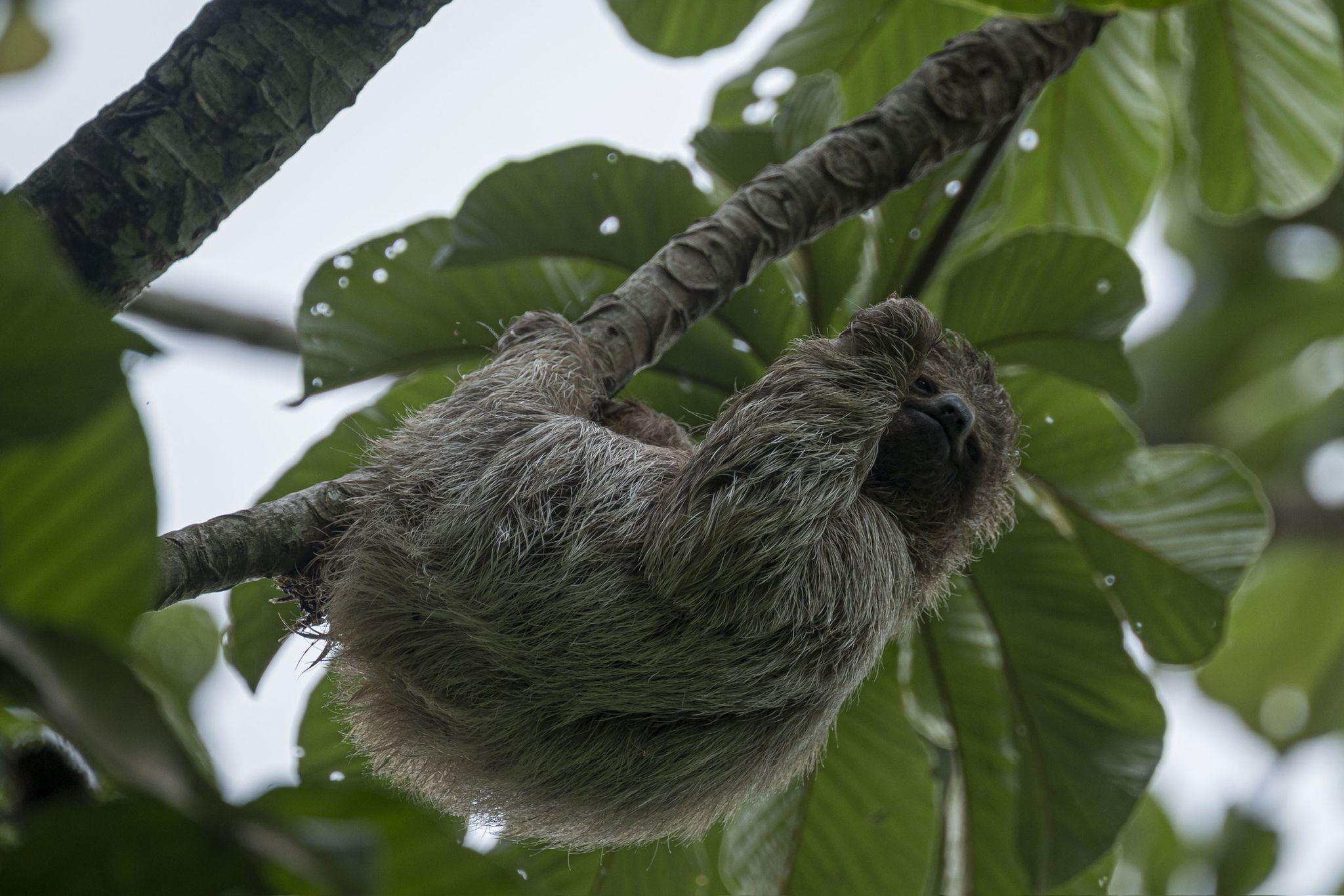 Guanacaste: Sloth Observation & Coffee Tour – Tenorio Volcano National Park, Costa Rica