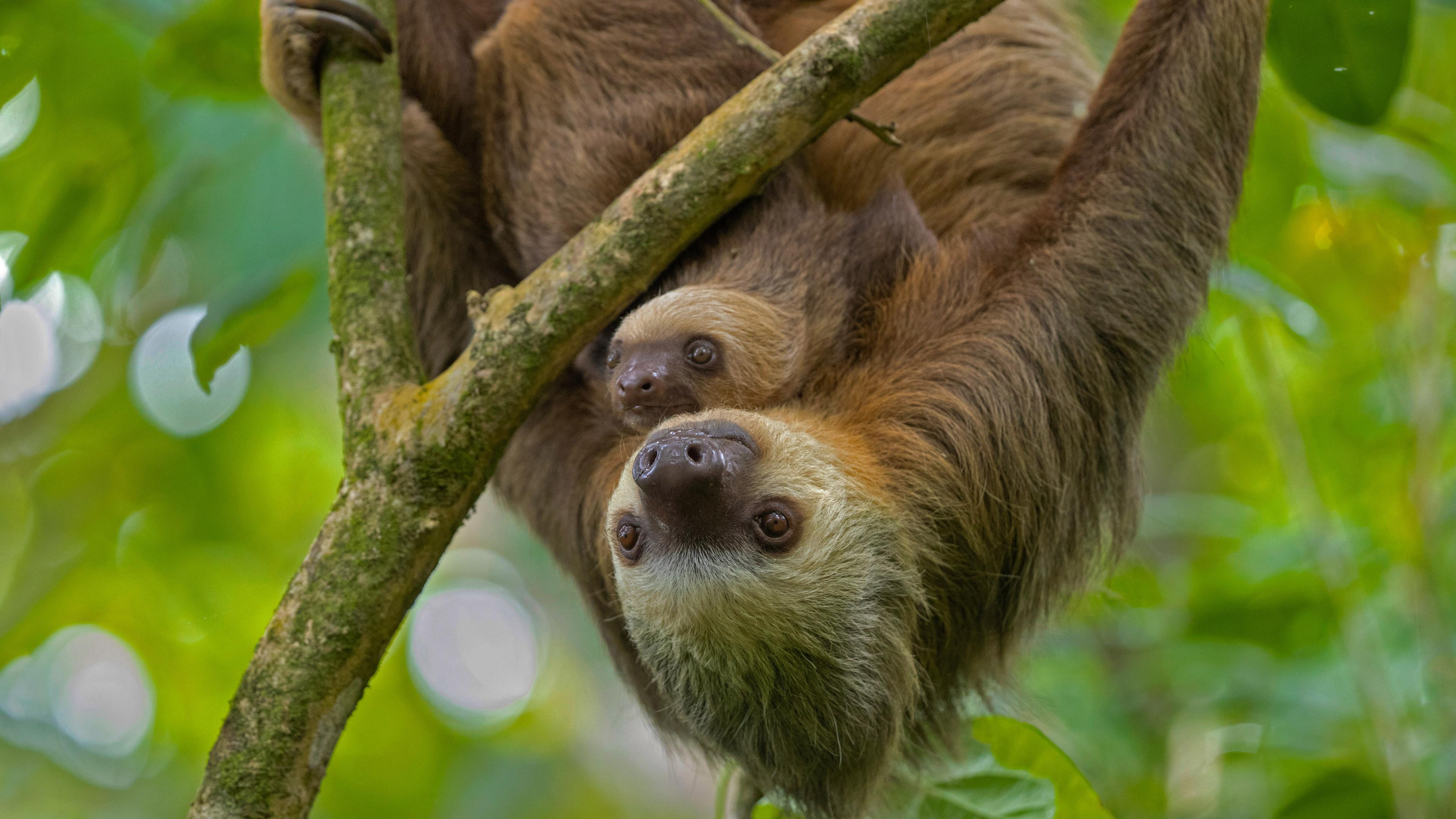 Guanacaste: Sloth Sanctuary and Waterfall Adventure – Sloth Sanctuary of Costa Rica, Costa Rica