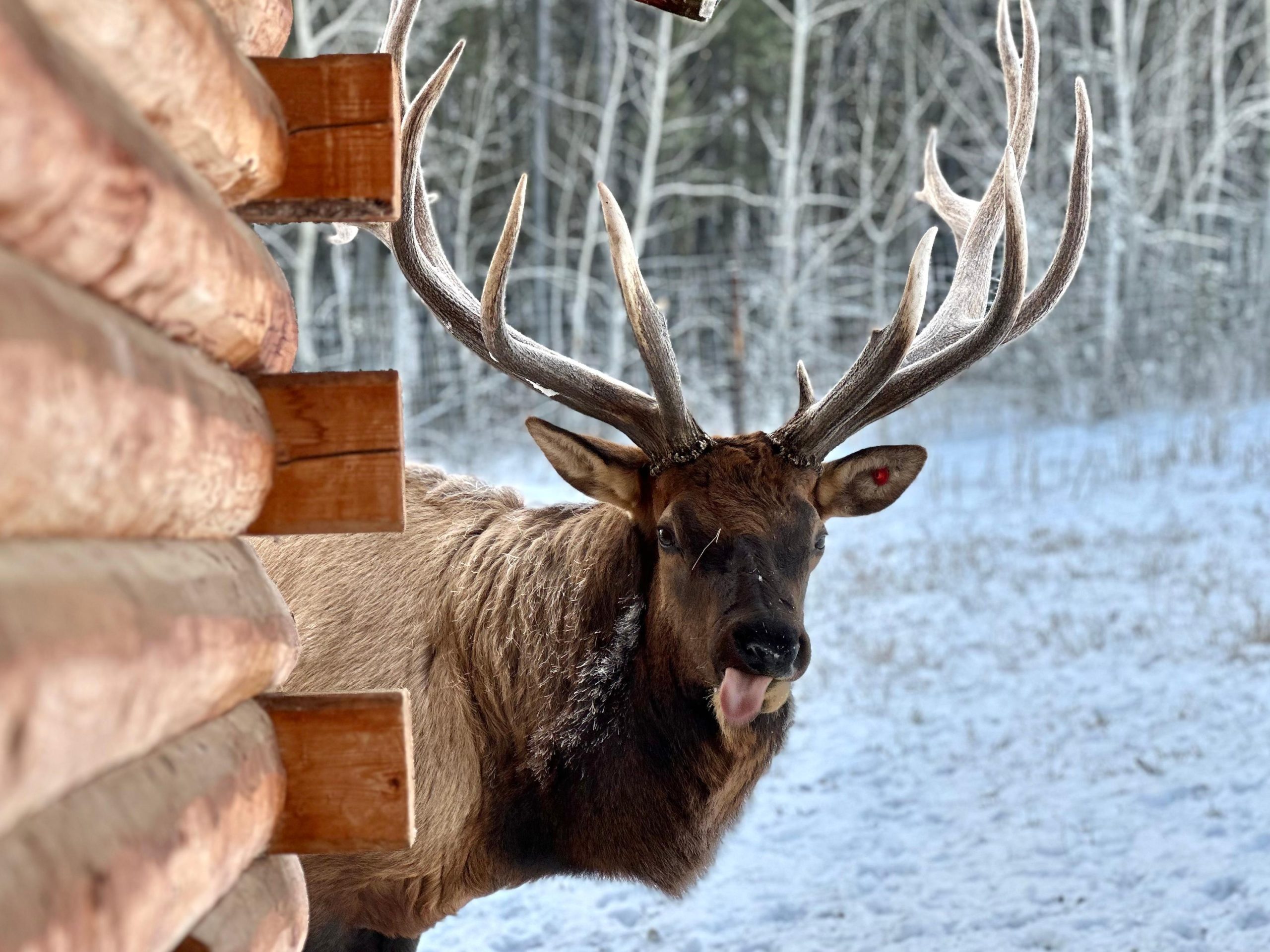 Guided Tour of the Yukon Wildlife Preserve – Yukon Wildlife Preserve, Canada