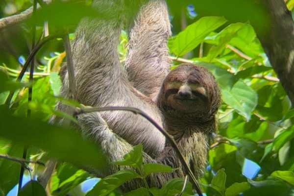 Guided hike through the Manuel Antonio jungle with optical equipment. – Quepos, Costa Rica
