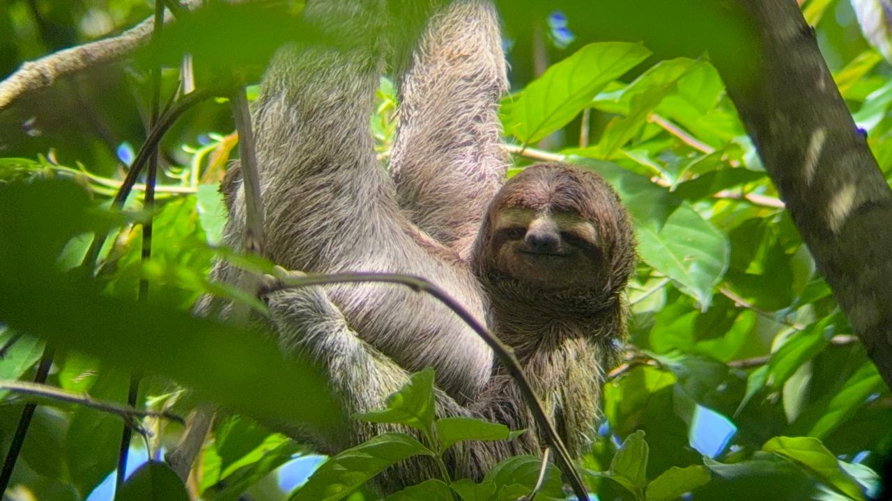 Guided hike through the Manuel Antonio jungle with optical equipment. – Quepos, Costa Rica