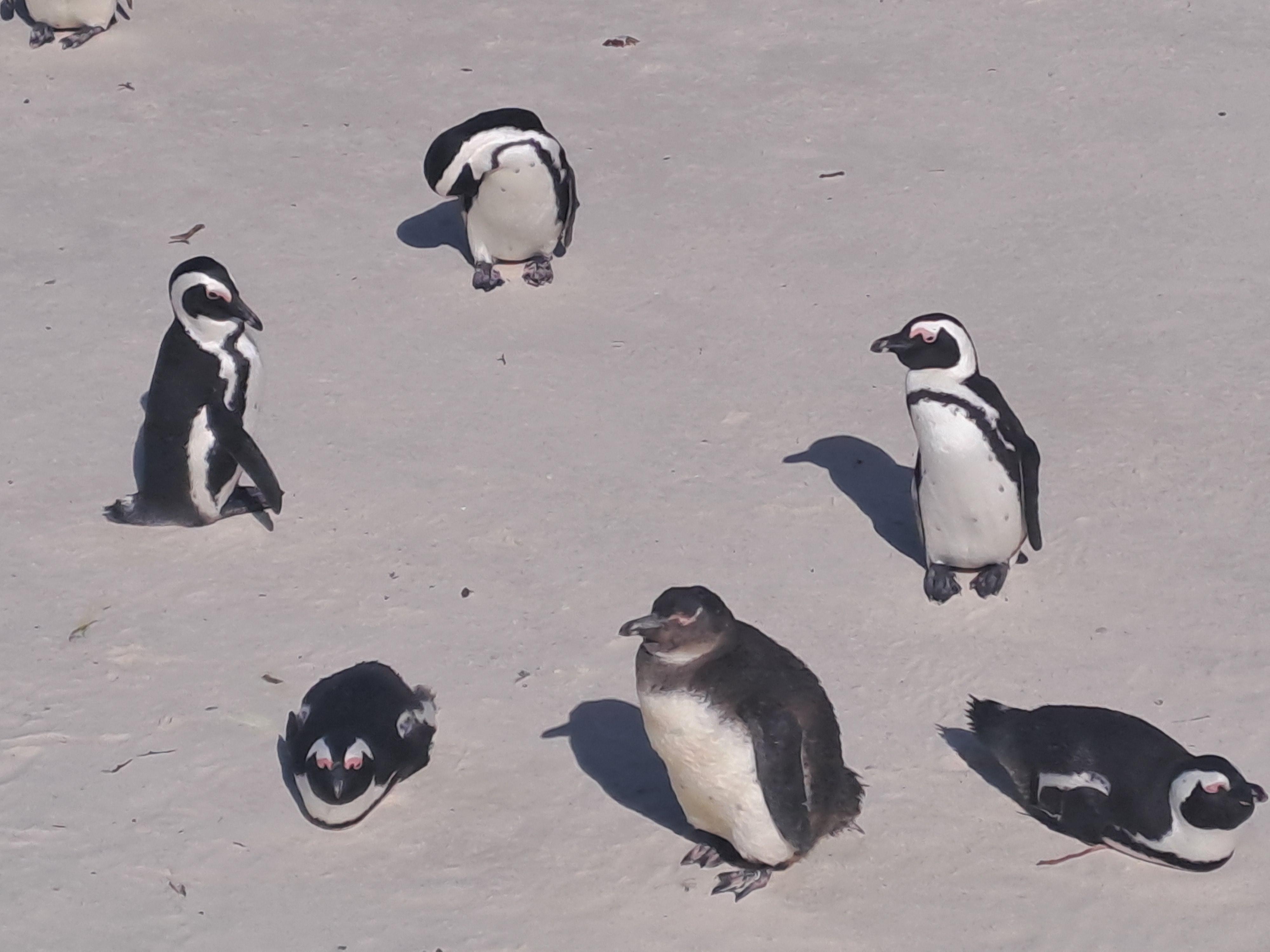 Half Day Penguins Colony and Constantia Wine Tasting Tour – Cape Town, South Africa